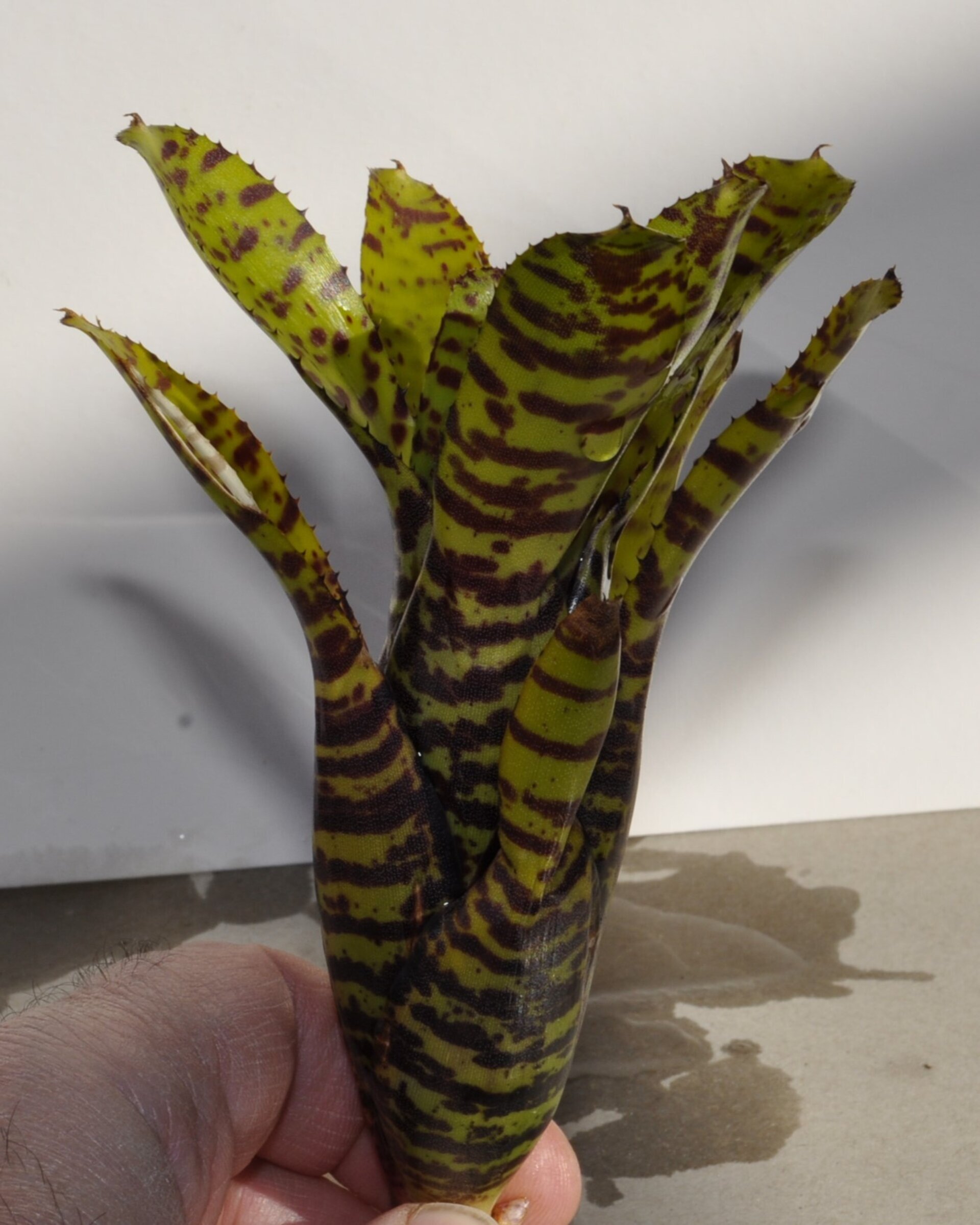Neoregelia punctatissima - 5