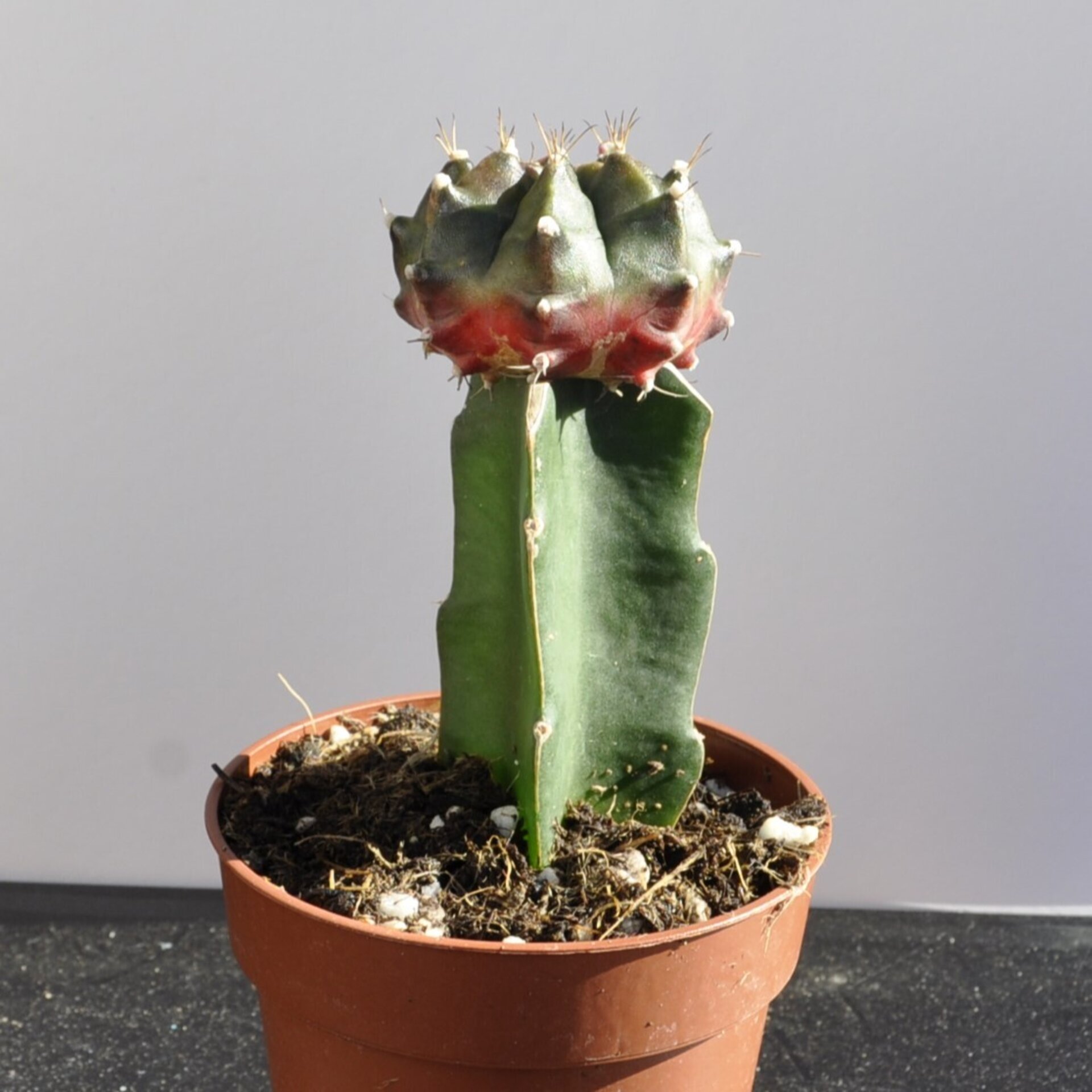Gymnocalycium mihanovichii injertado - tricolor (verde-lila-rojo) - 2