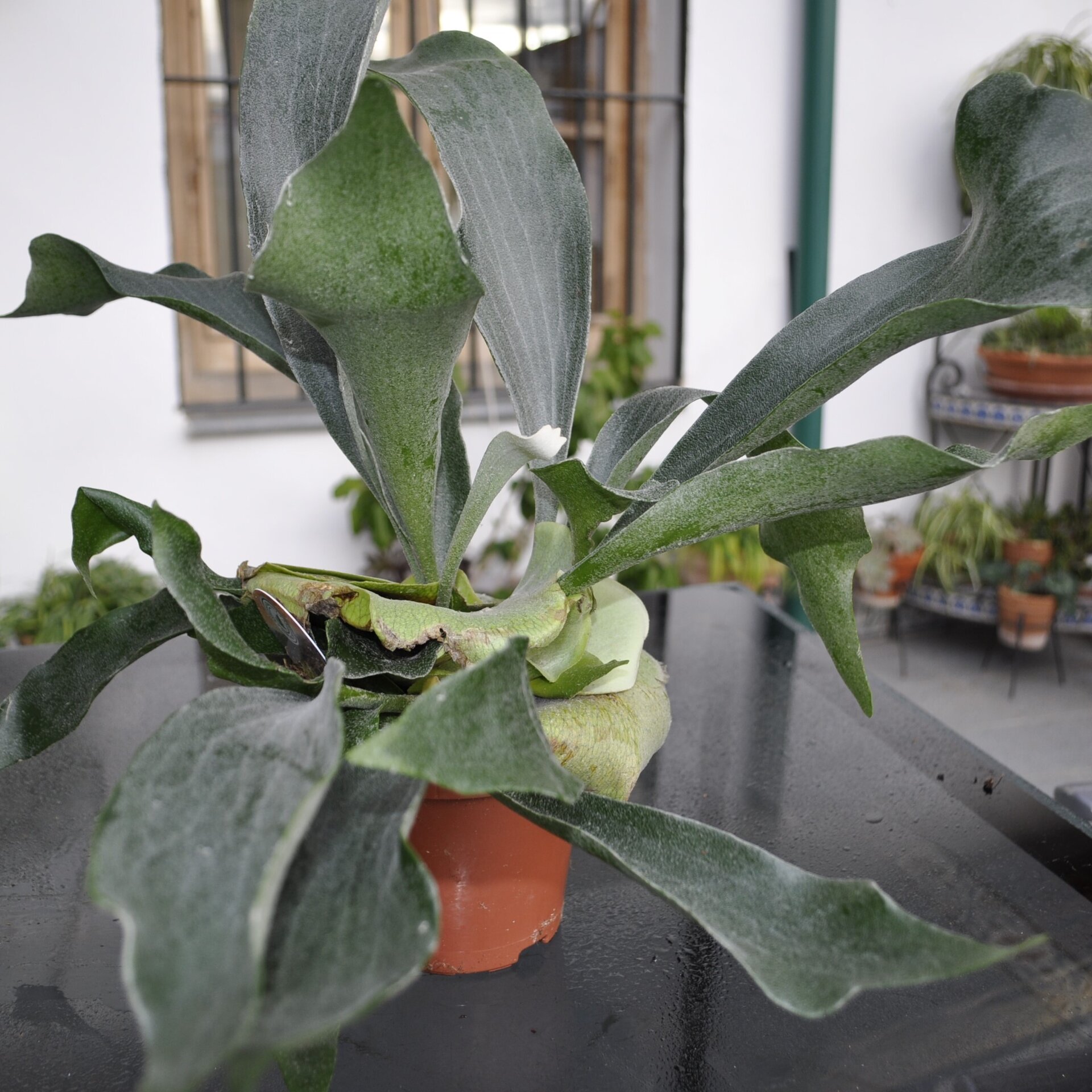 Platycerium bifurcatum (helecho cuerno de alce) - 1