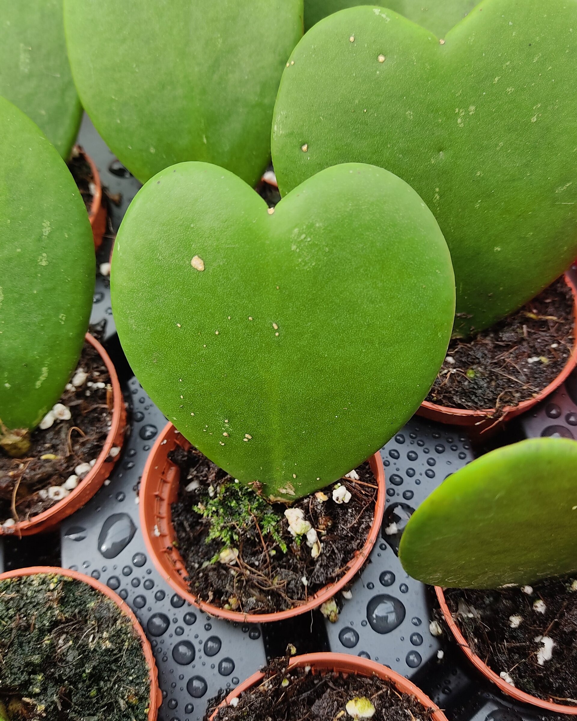Hoya kerrii (planta corazón) - 2