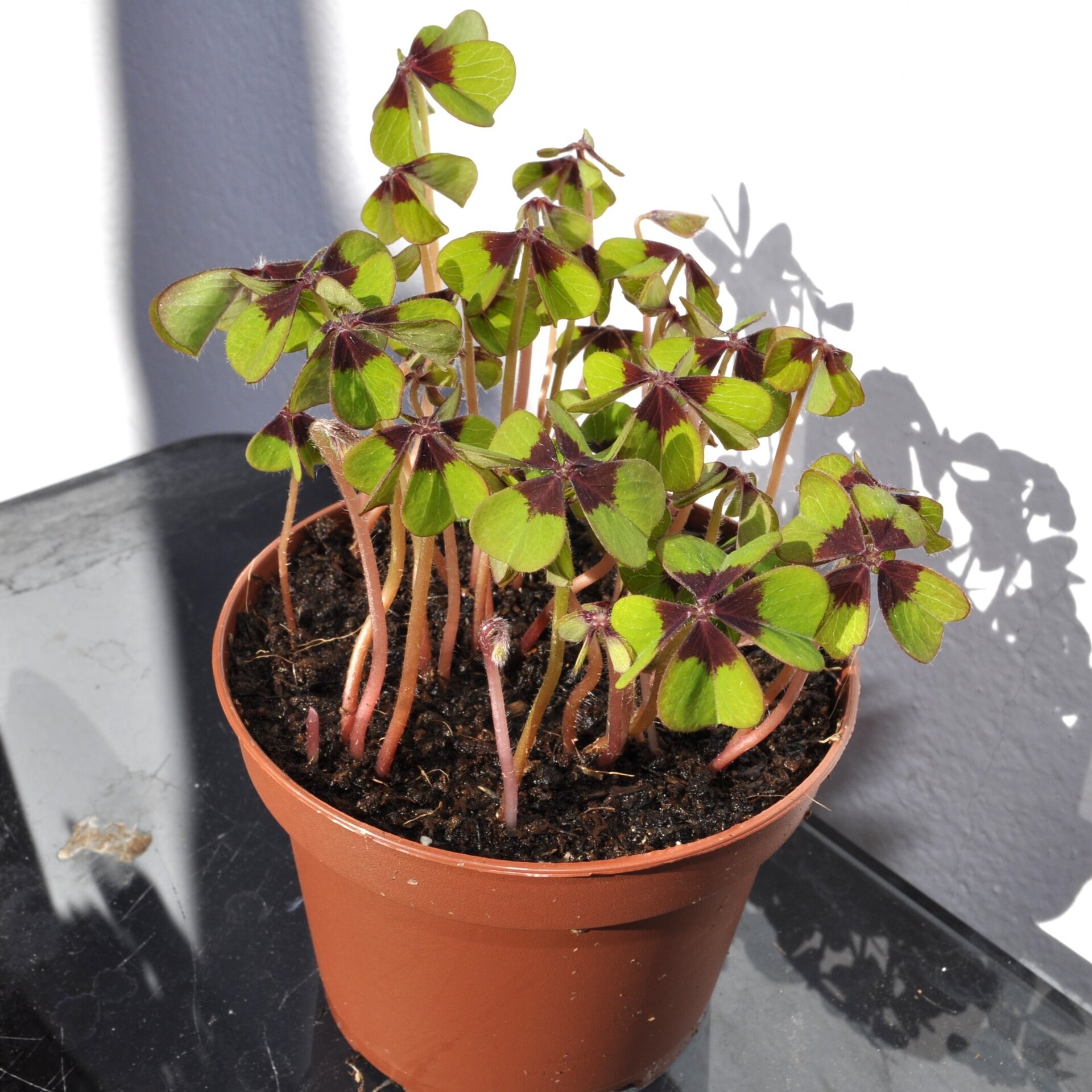 Oxalis deppei ("trébol" de cuatro hojas, cruz de hierro) - 3