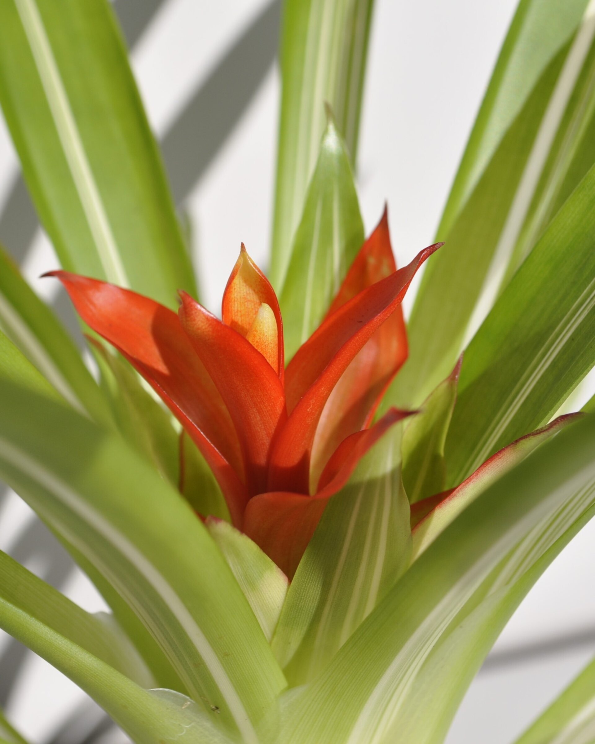 Guzmania 'Ice Cream' (mini) [en flor] - 7