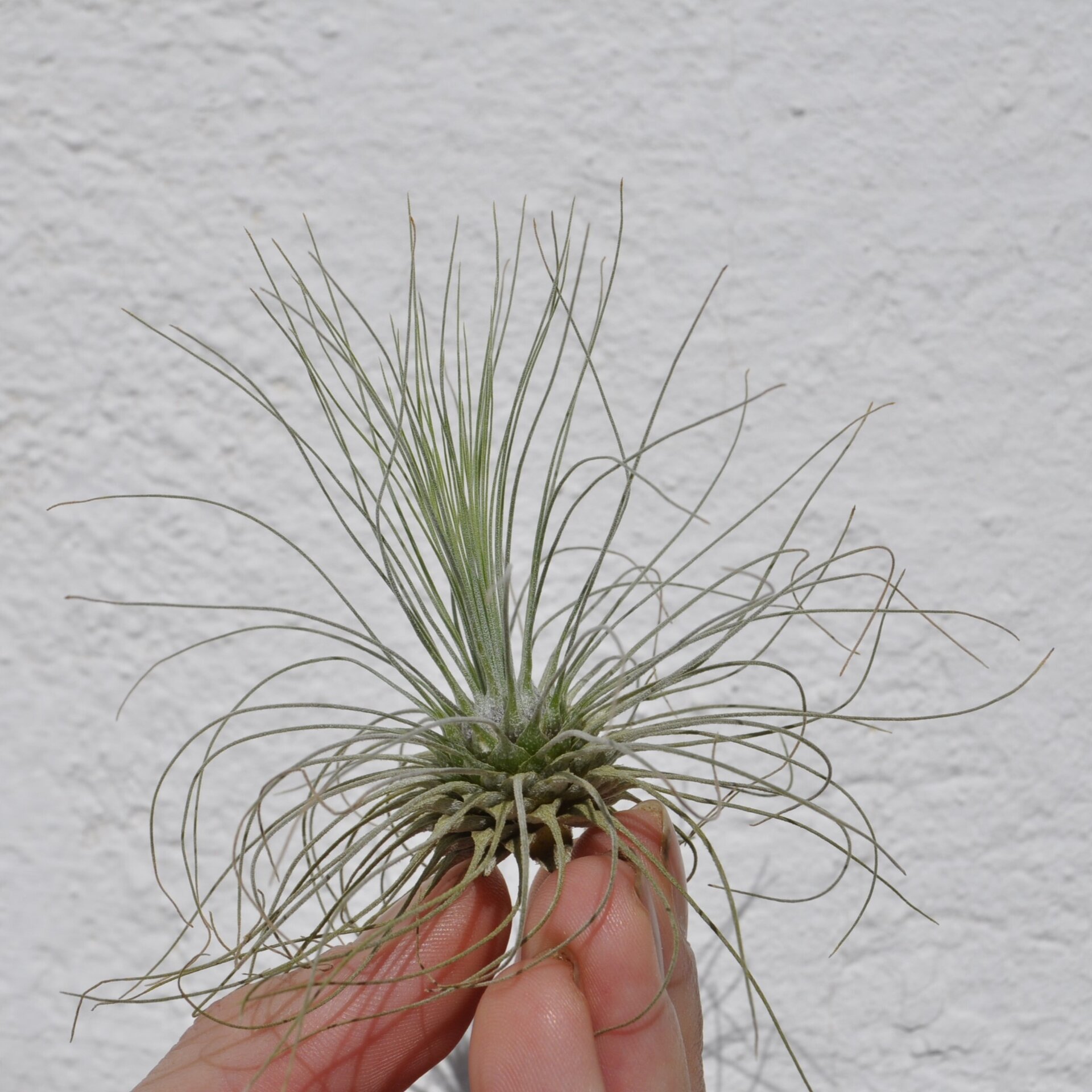 Tillandsia fuchsii f. gracilis - 3