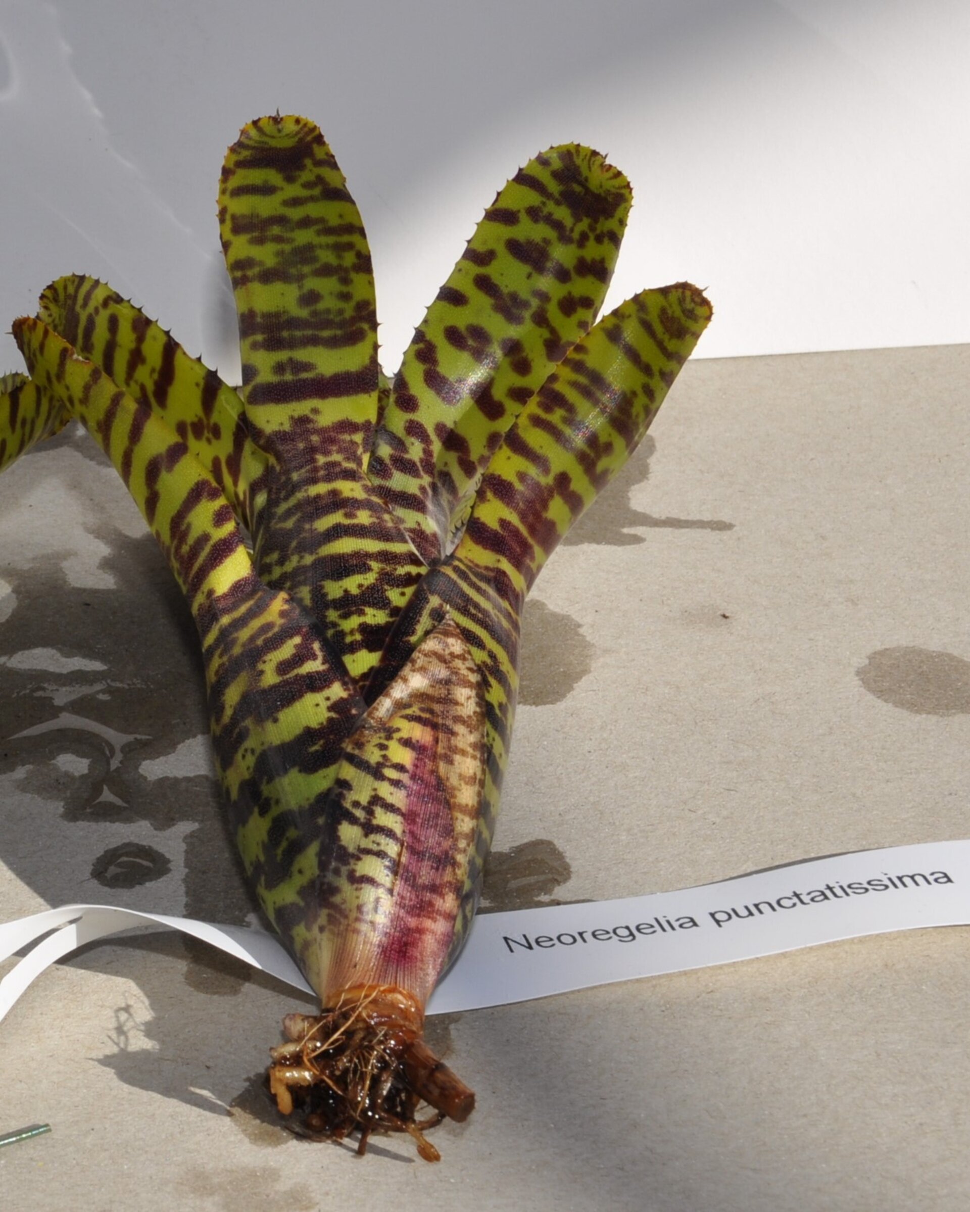 Neoregelia punctatissima - 3