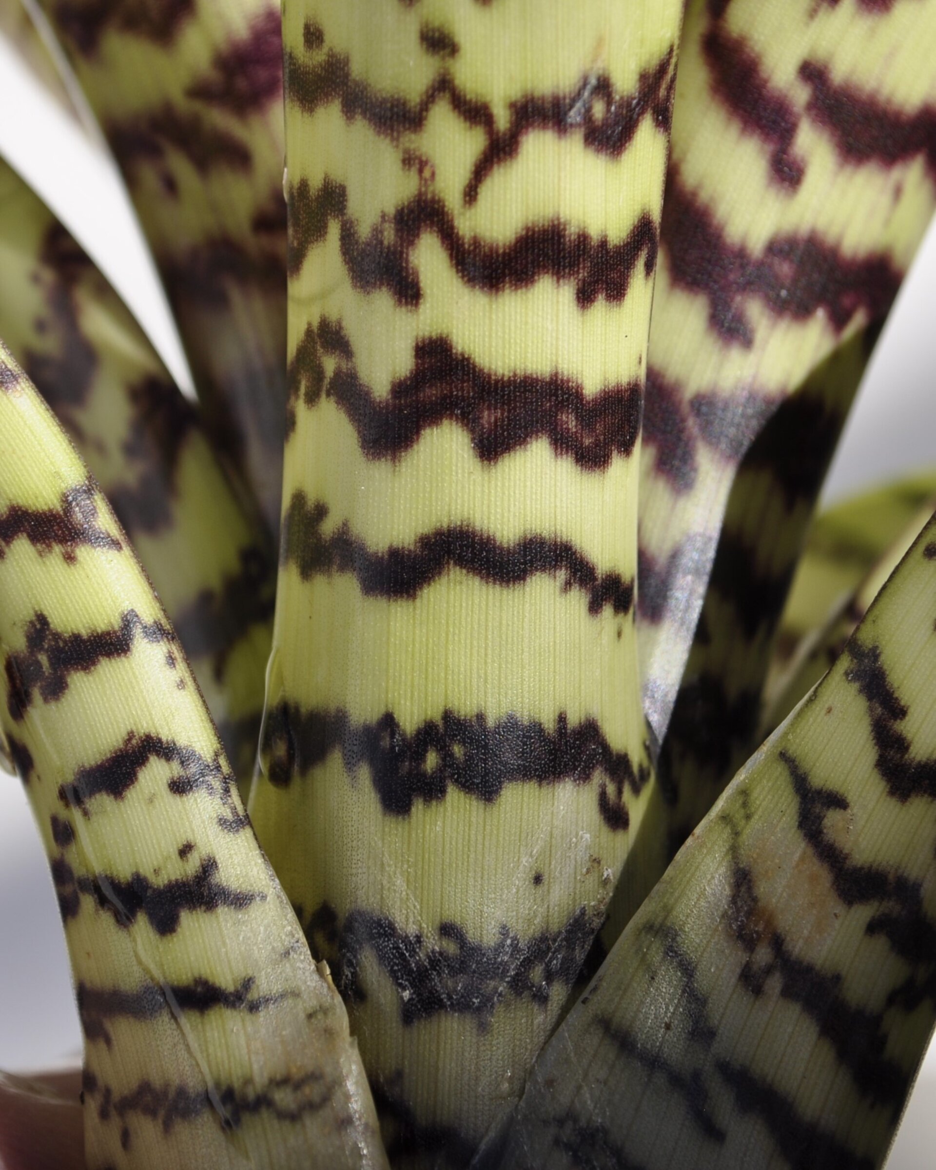 Vriesea hieroglyphica (mini) - 7