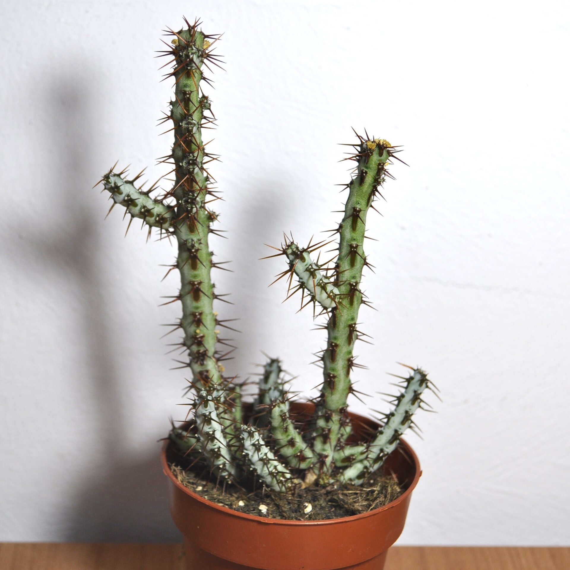 Euphorbia aeruginosa - 5