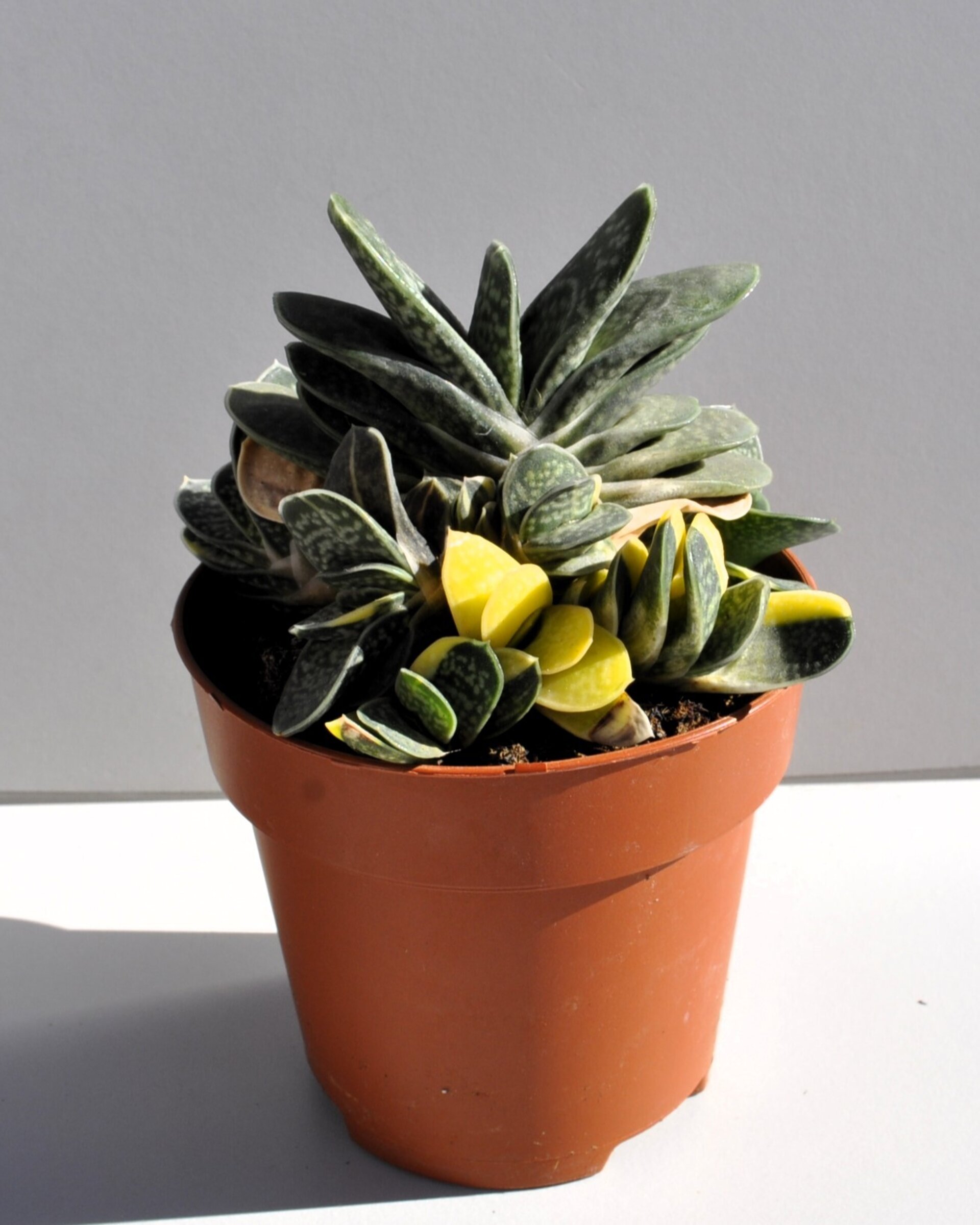 Gasteria gracilis Variegata - 3