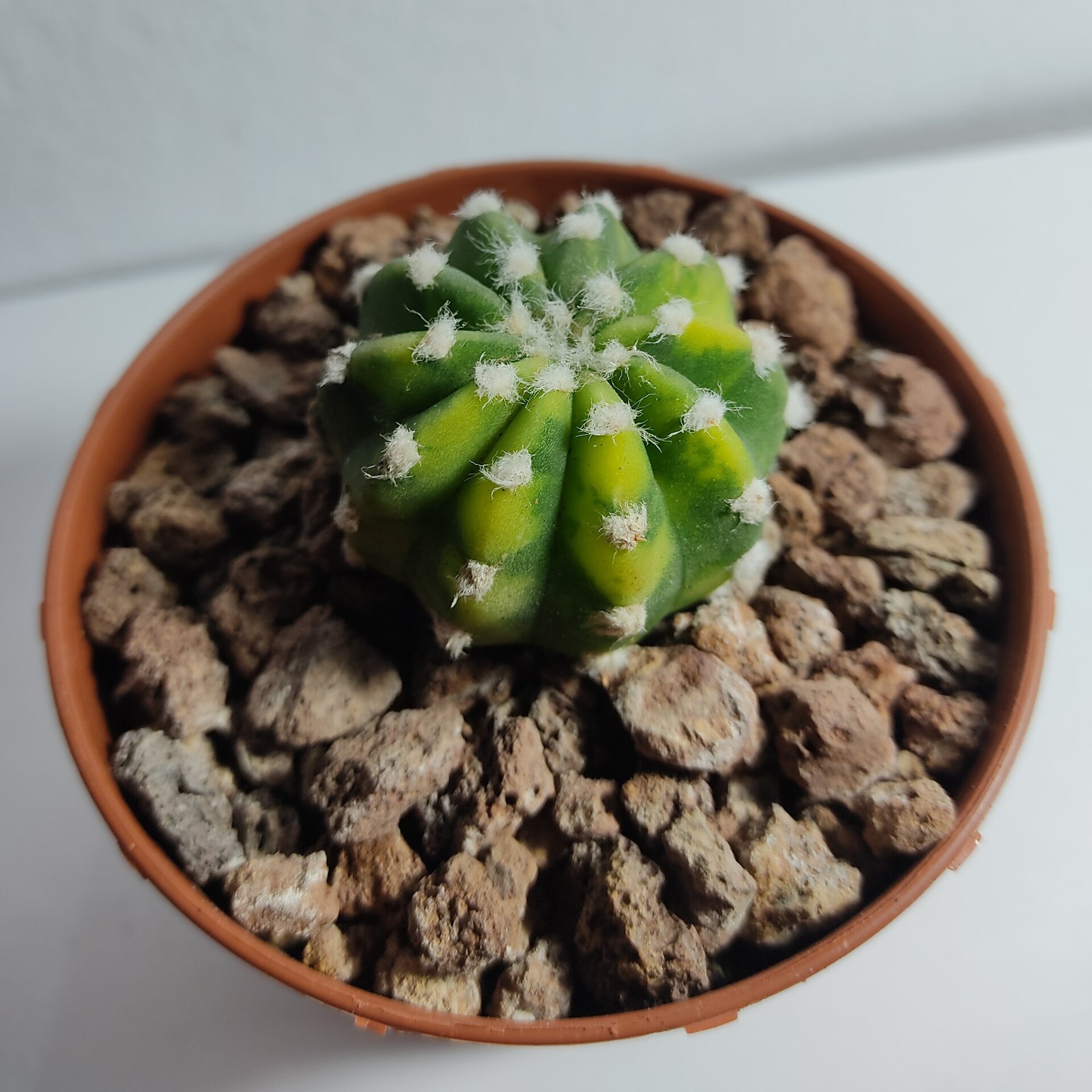 Echinopsis subdenudata Variegata M8,5 - 6