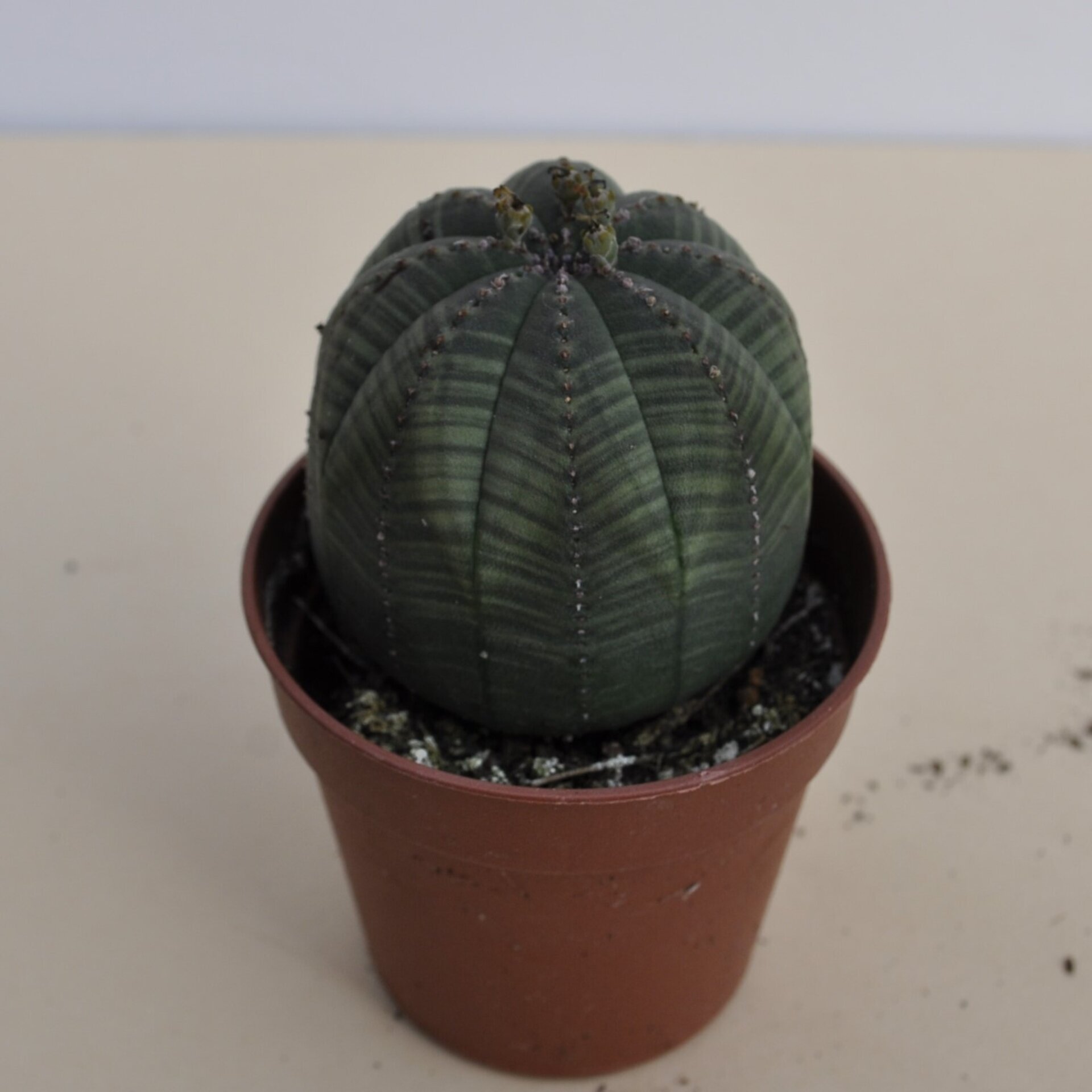 Euphorbia obesa ("erizo de mar") - 2