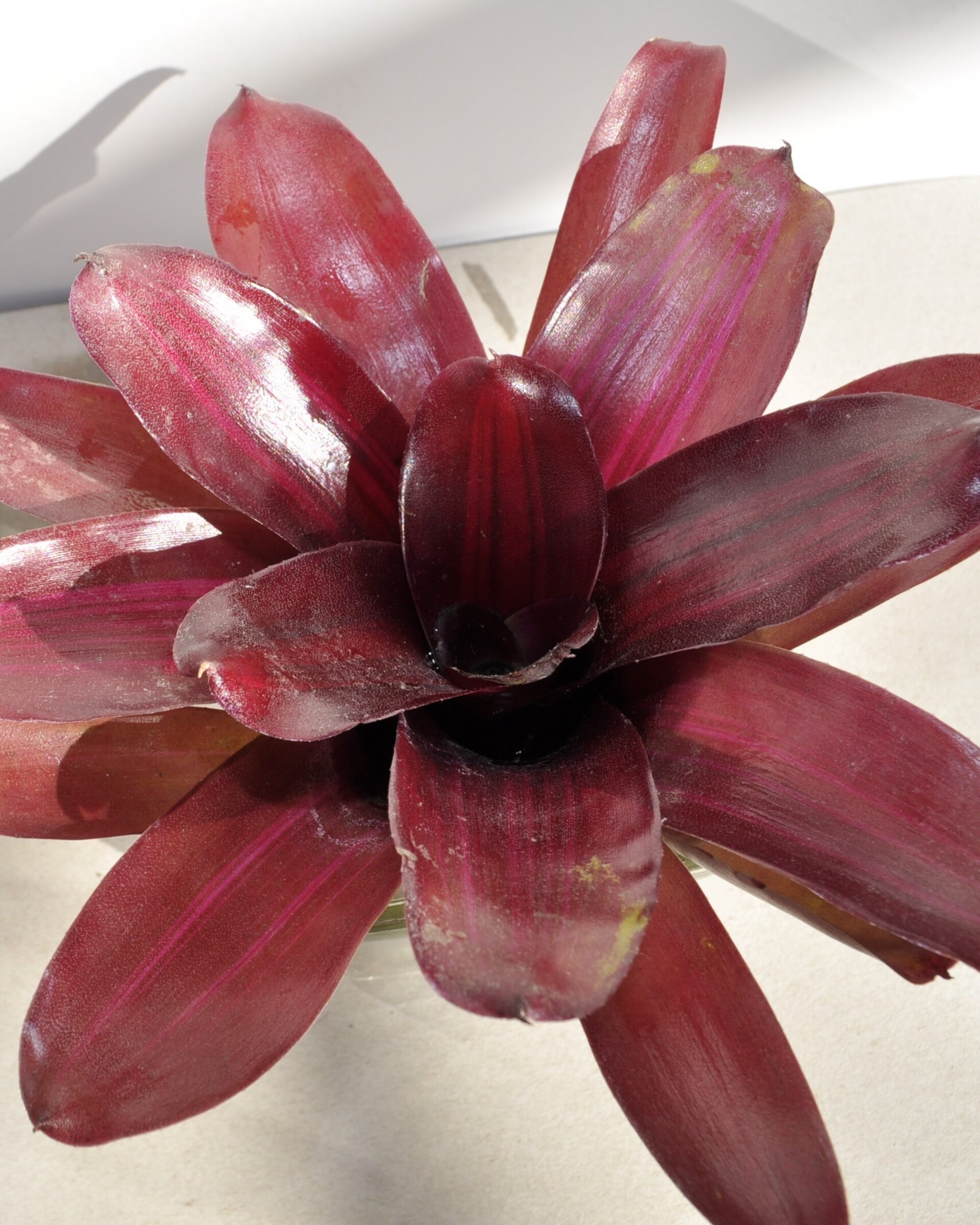 Neoregelia 'Iris' - 5