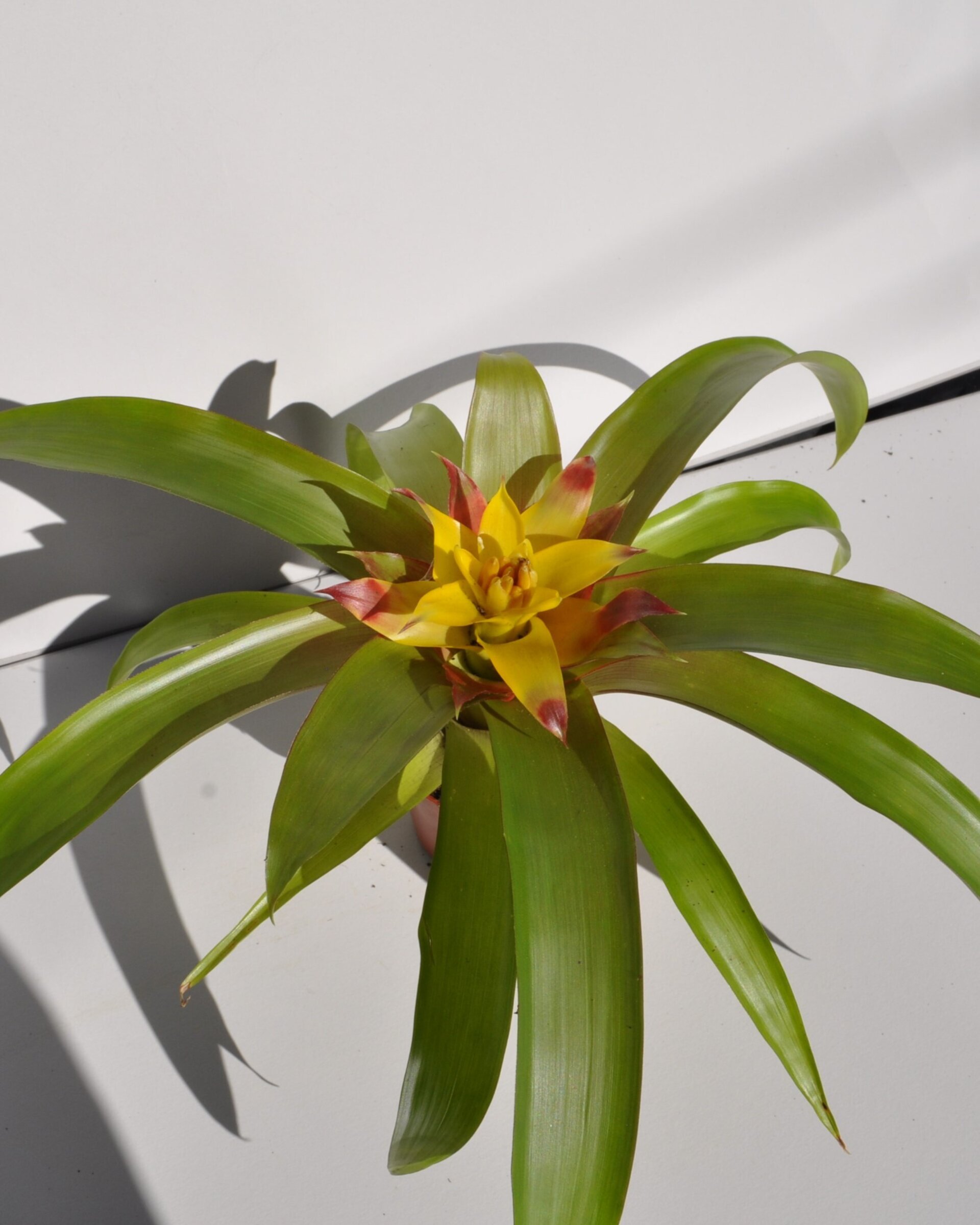 Guzmania 'Mia' (mini) [en flor] - 7