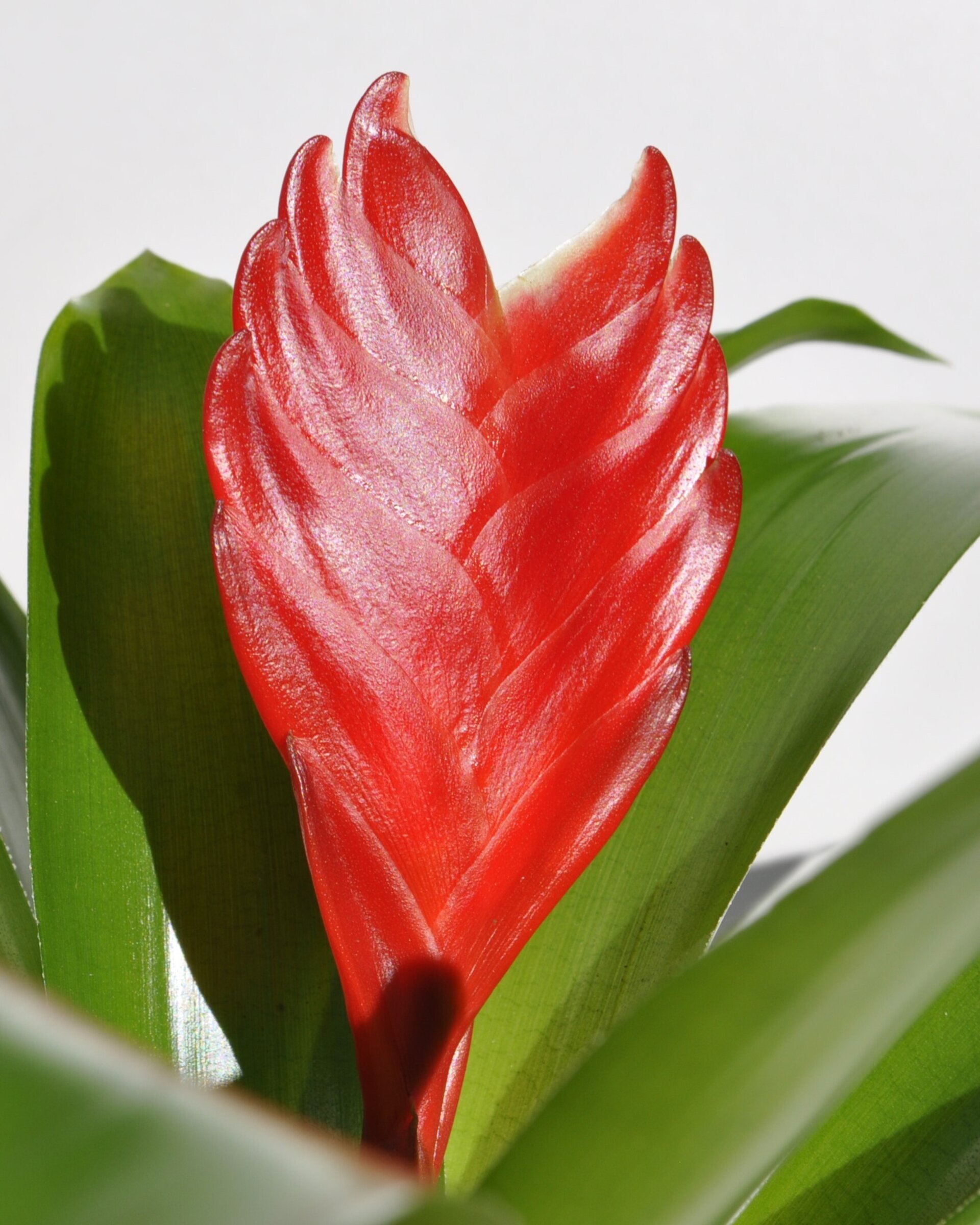 Vriesea 'Christiane' (mini) [en flor] - 1