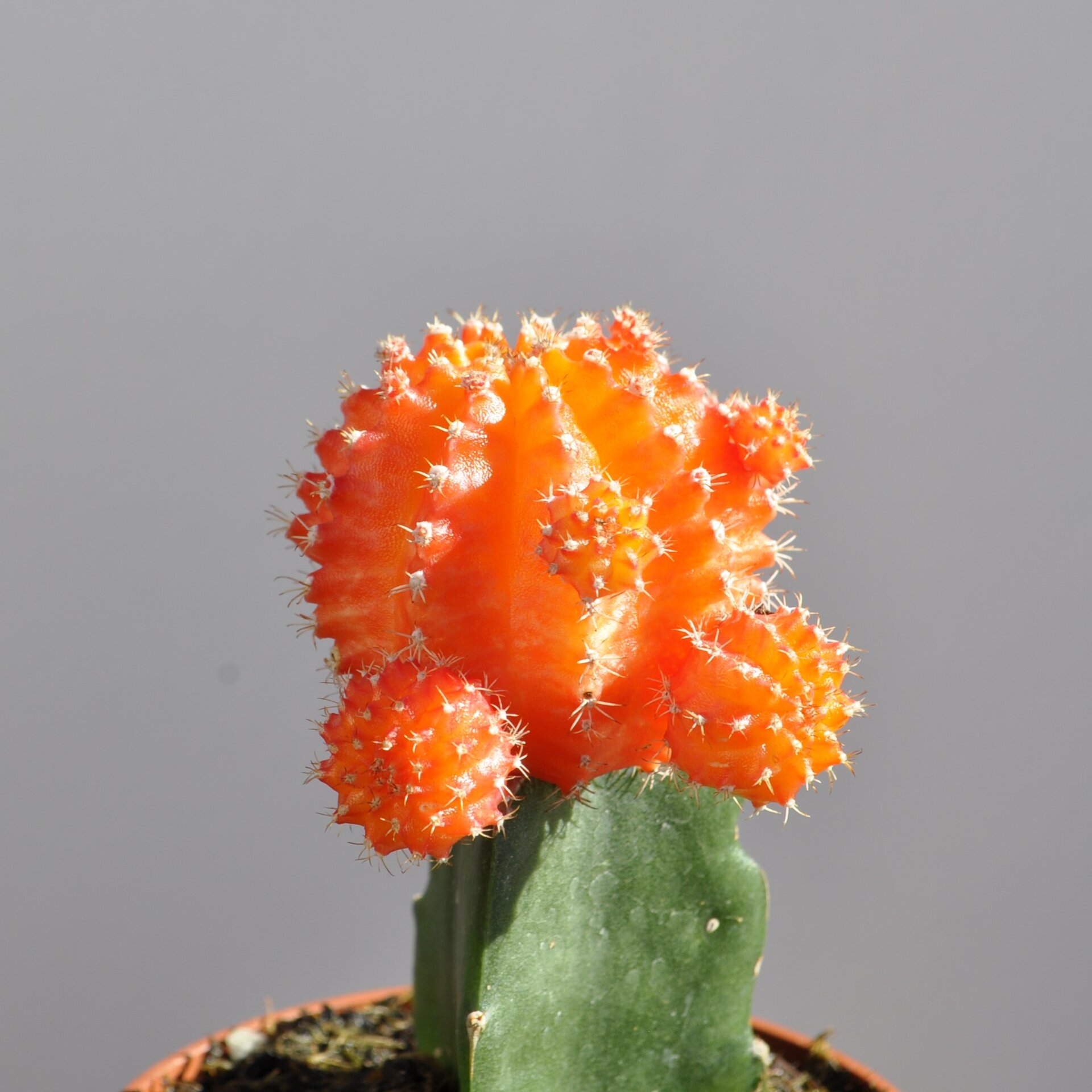 Gymnocalycium mihanovichii injertado - naranja - 8