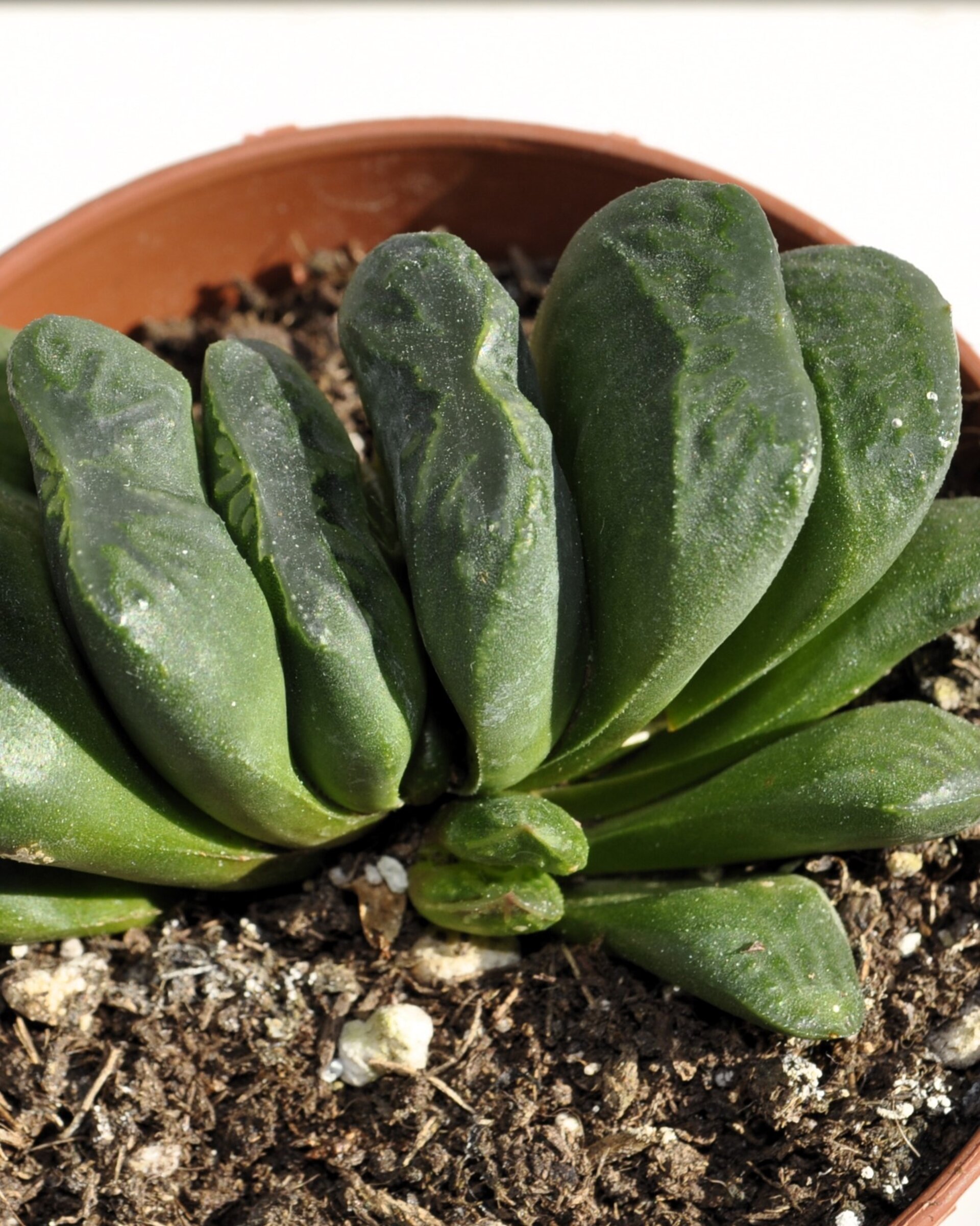 Haworthia truncata - 5