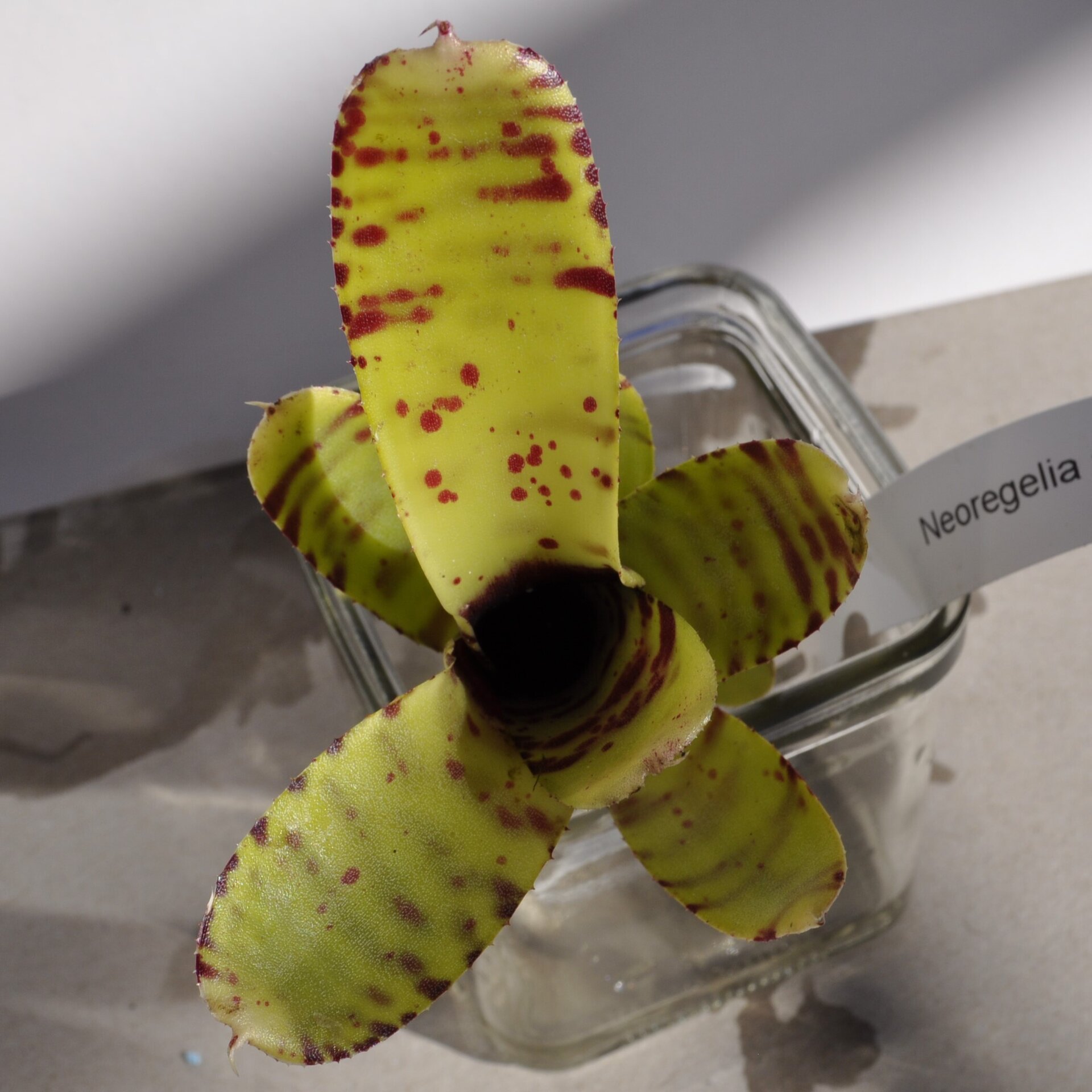 Neoregelia ampullacea var. tigrina - 6