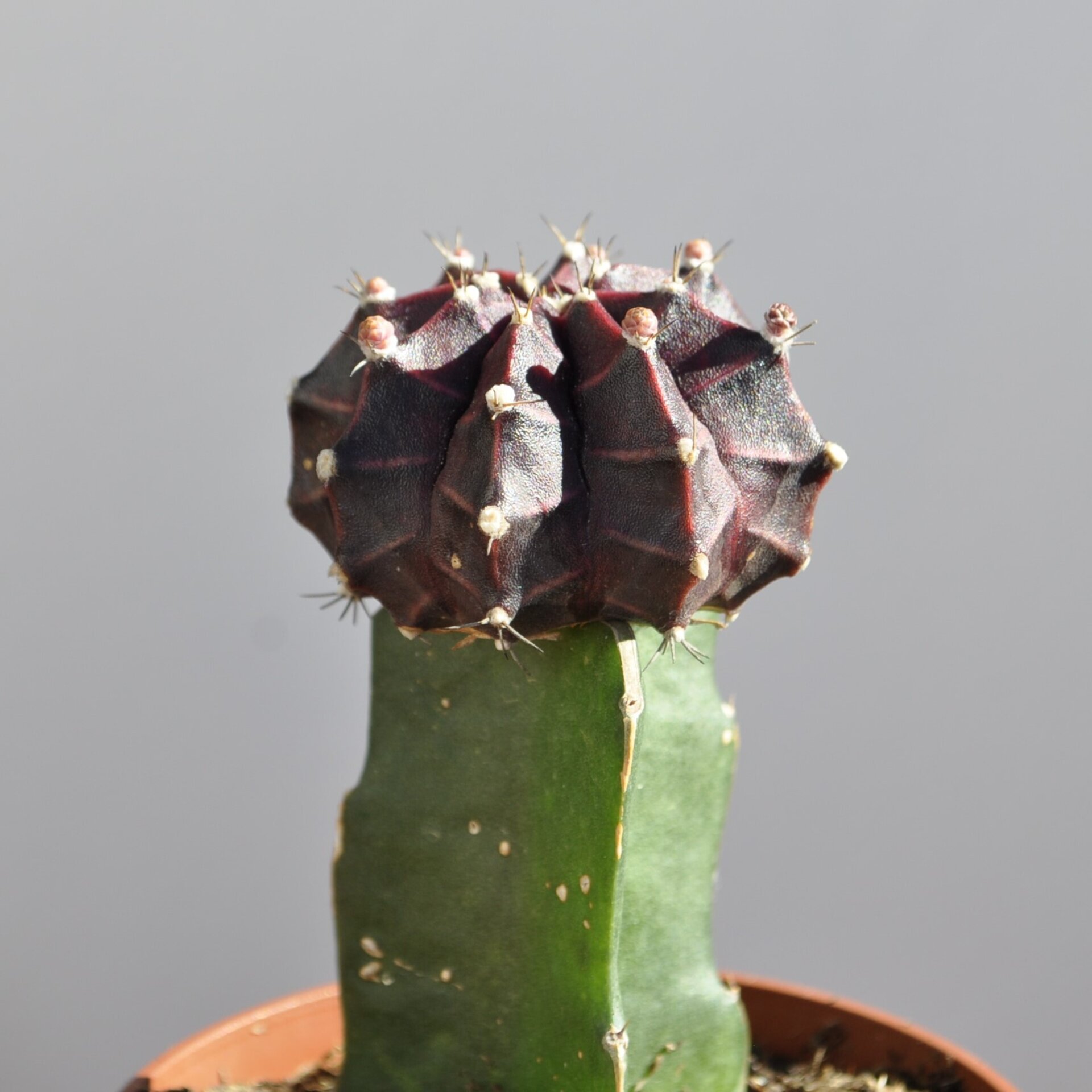 Gymnocalycium mihanovichii injertado - lila - 5
