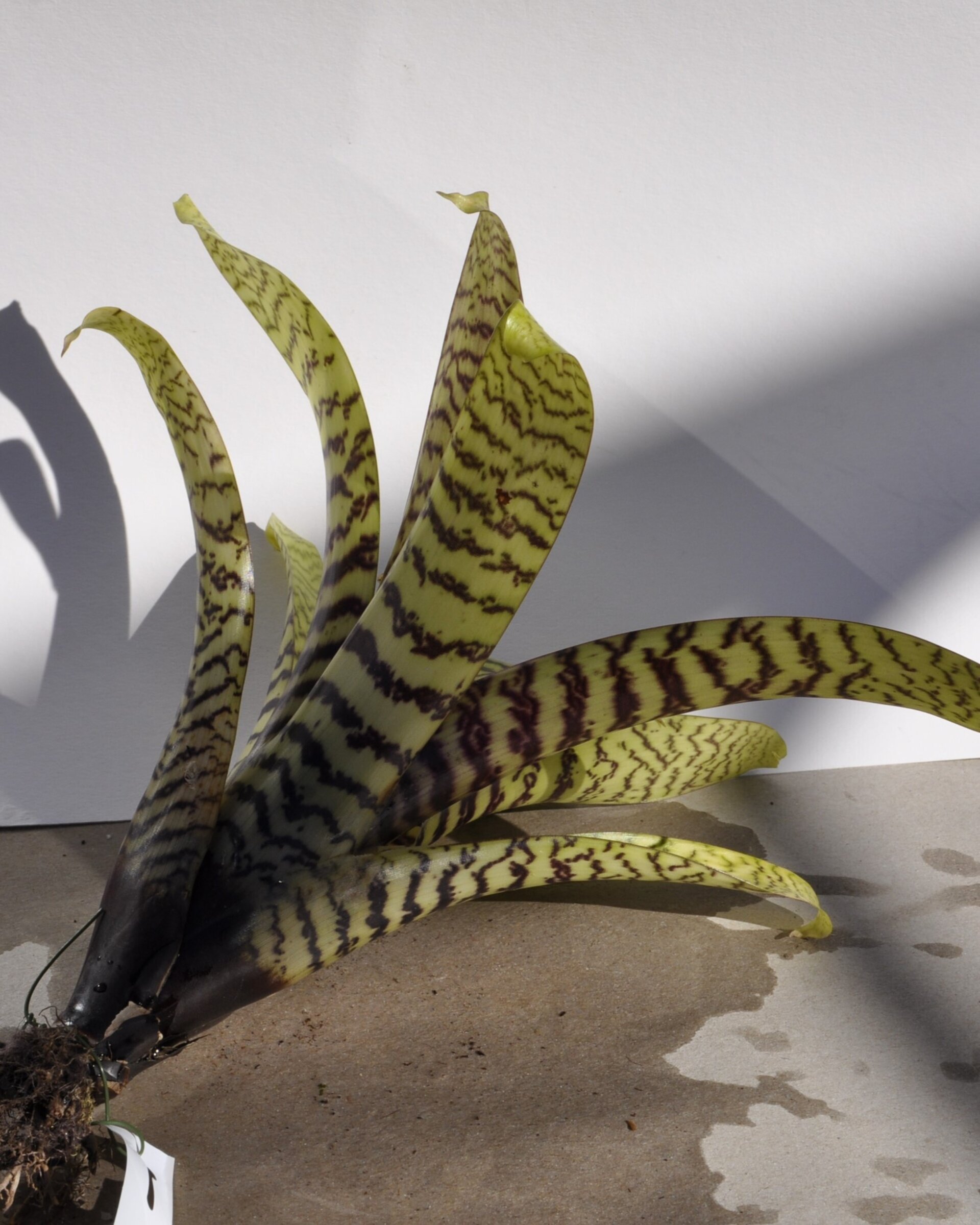 Vriesea hieroglyphica (mini) - 4