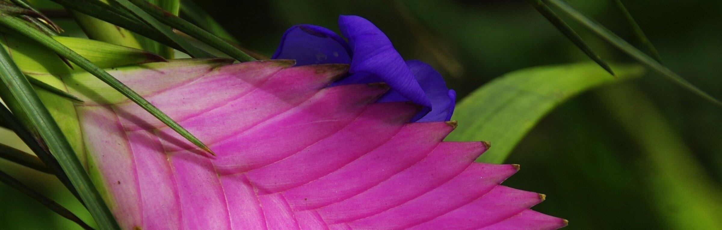 Plantas del aire y bromelias