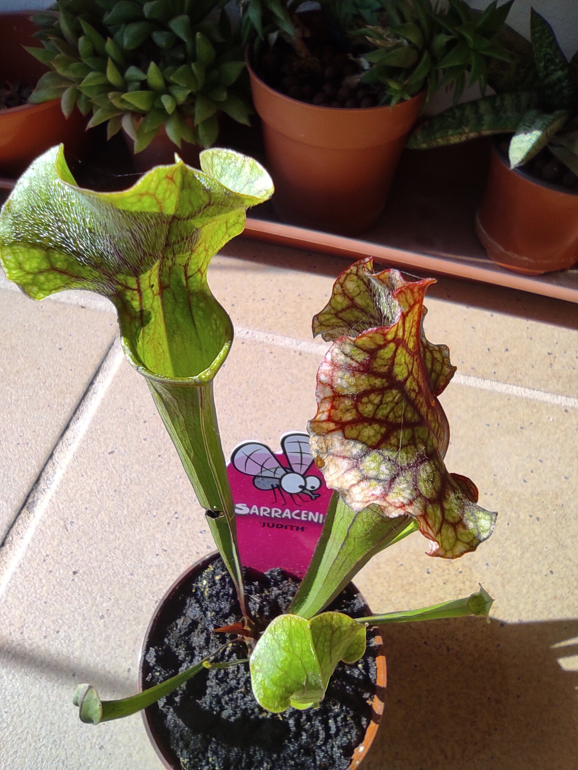 Sarracenia (híbrido) - 2
