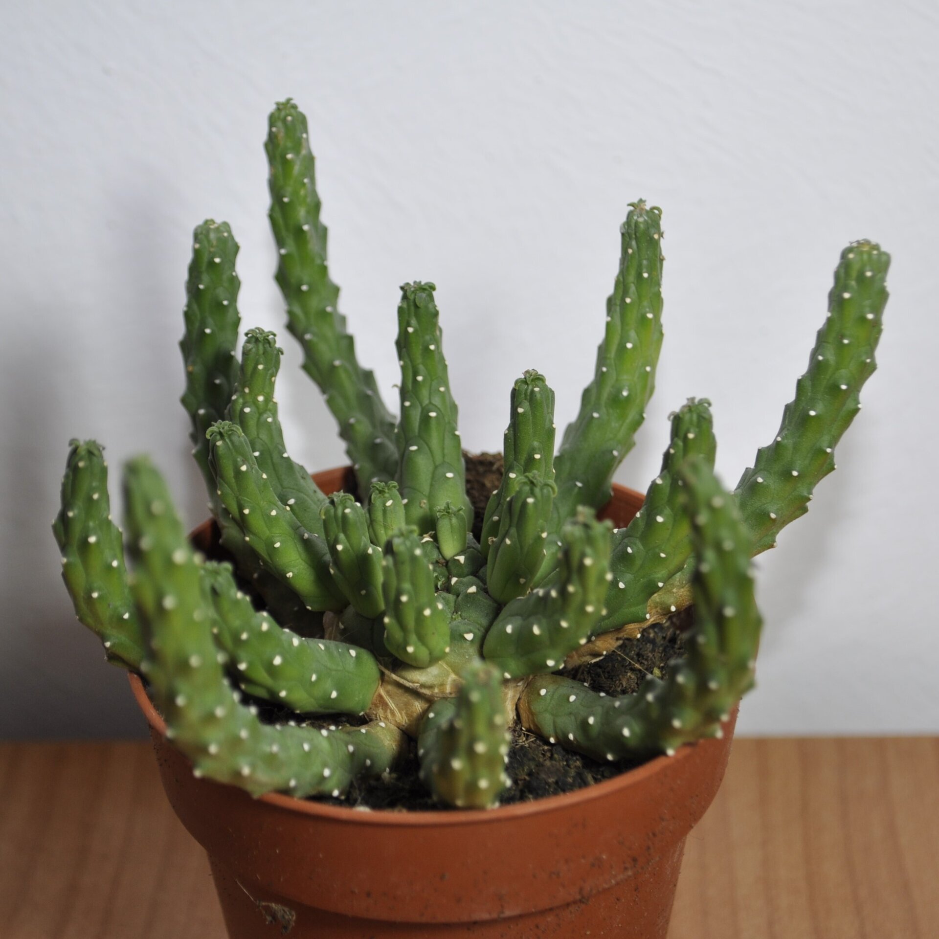 Euphorbia flanaganii (cabeza de Medusa). - 3