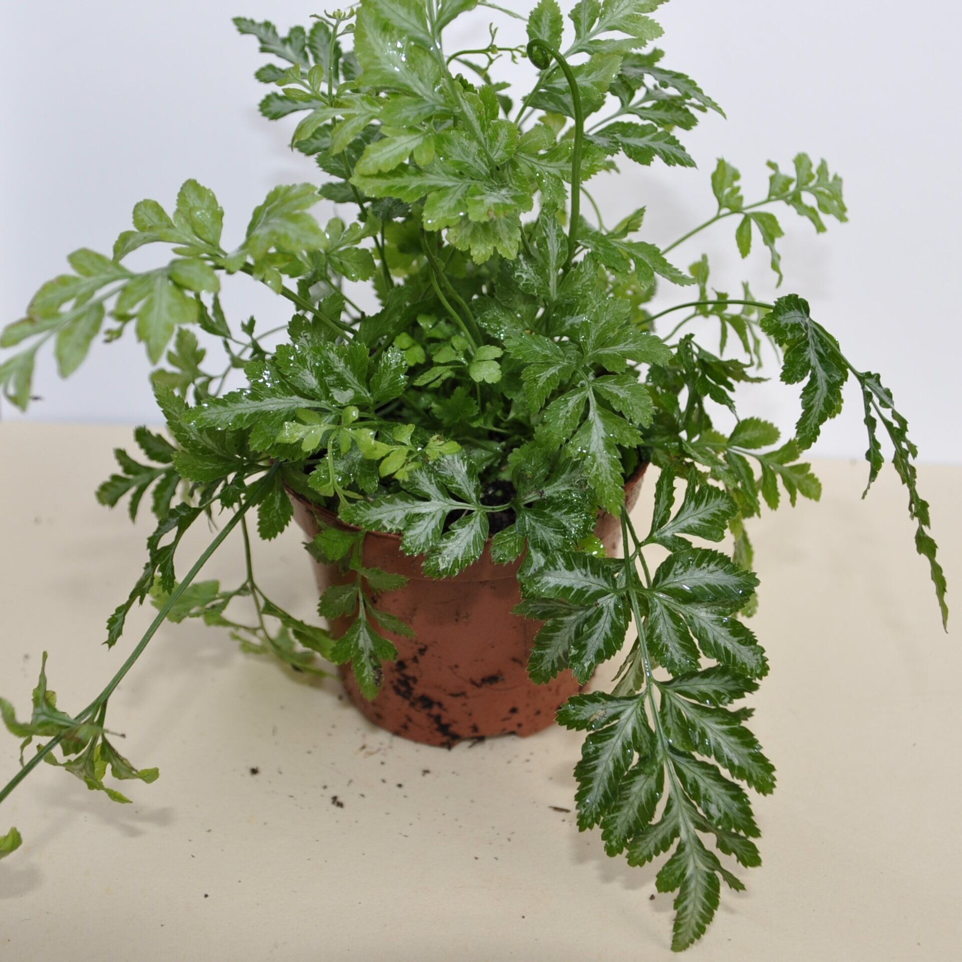 Pteris ensiformis Evergemiensis (helecho temblón) - 2