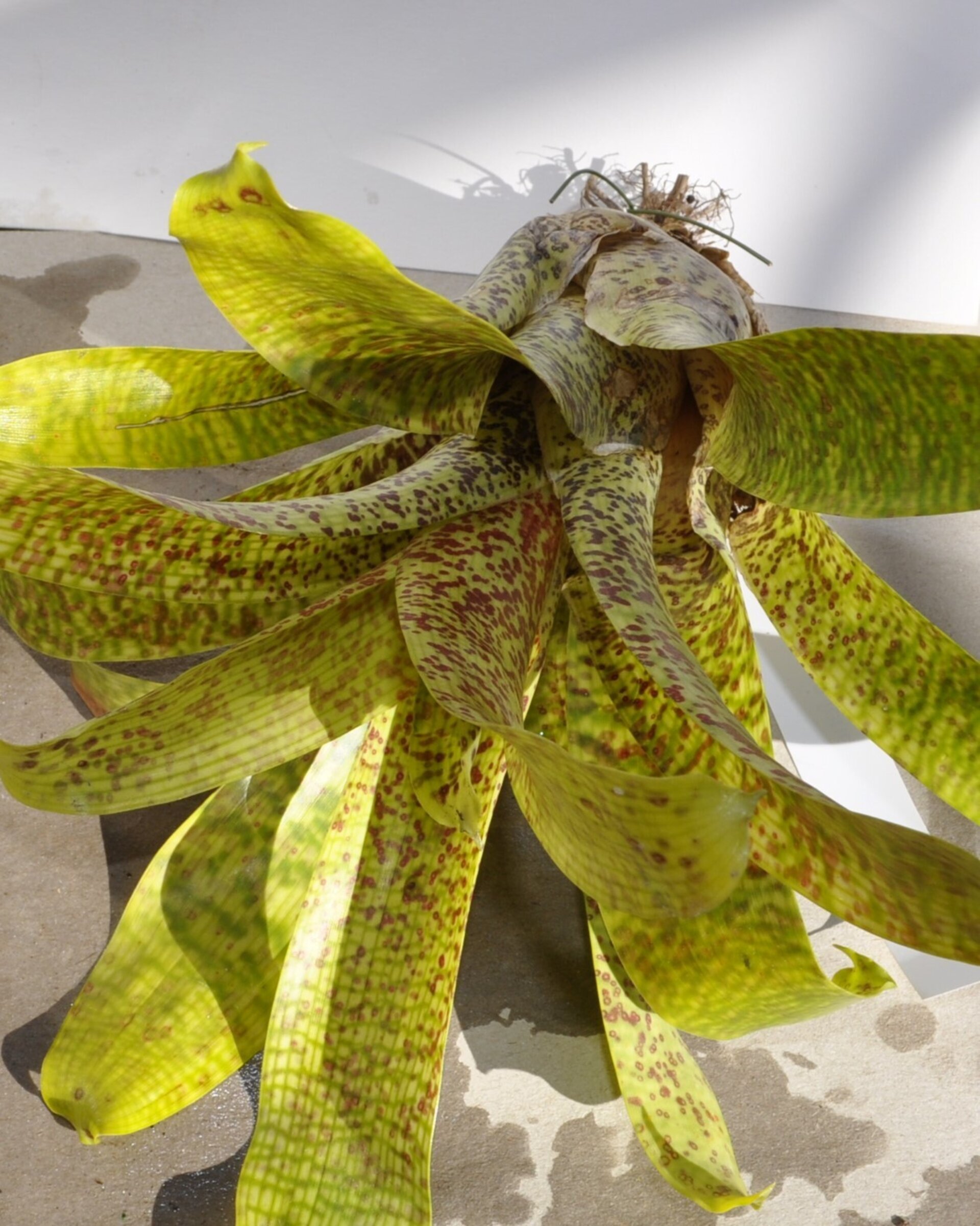 Vriesea fenestralis (mini) - 6