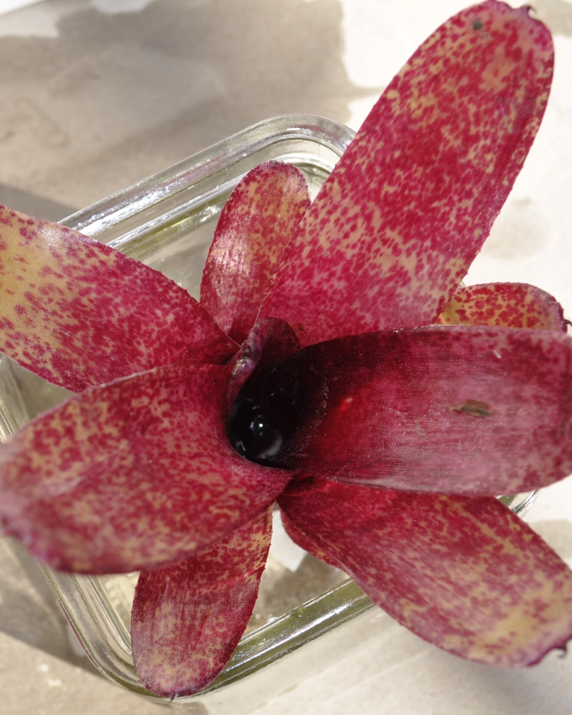 Neoregelia 'Red Waif' - 8