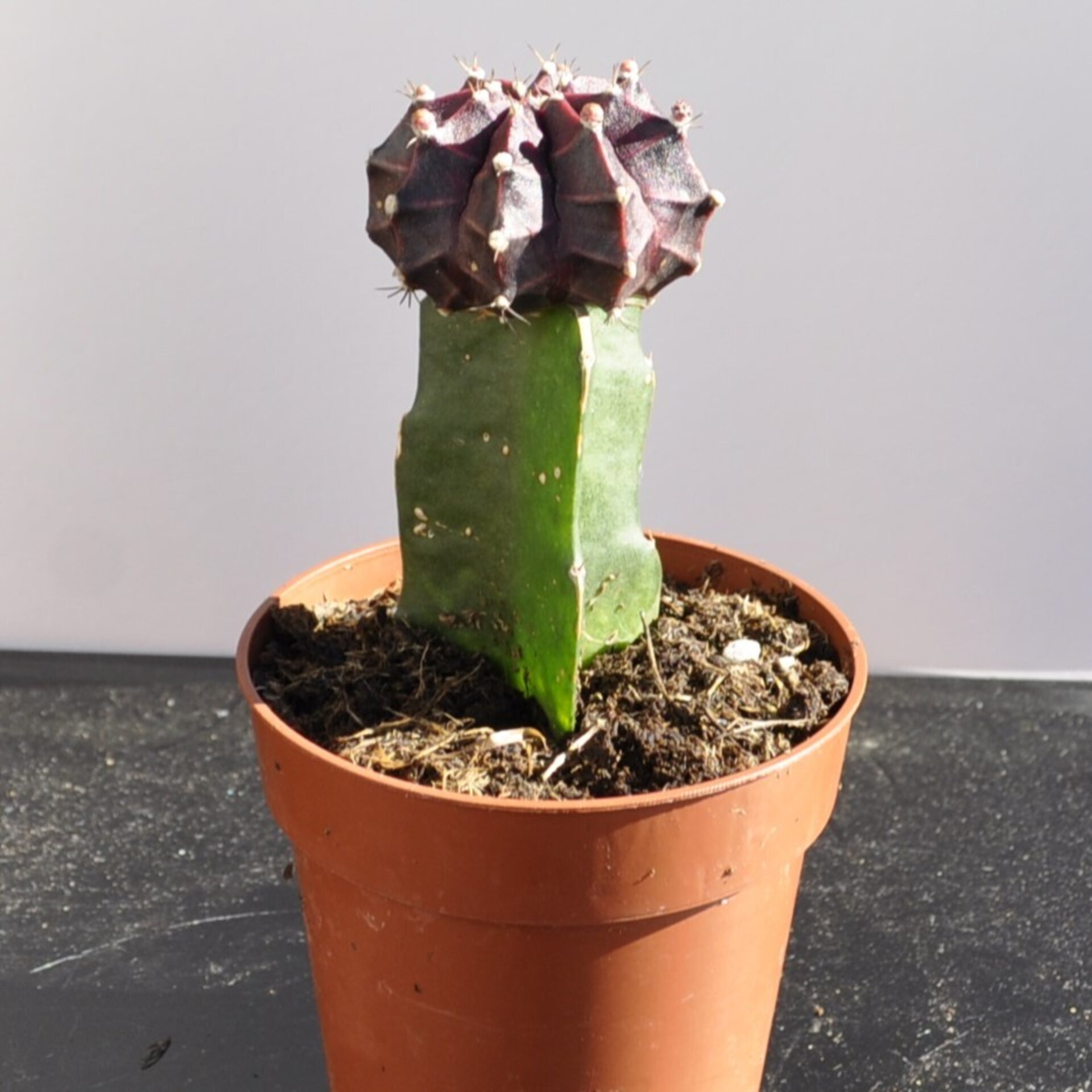 Gymnocalycium mihanovichii injertado - lila - 2