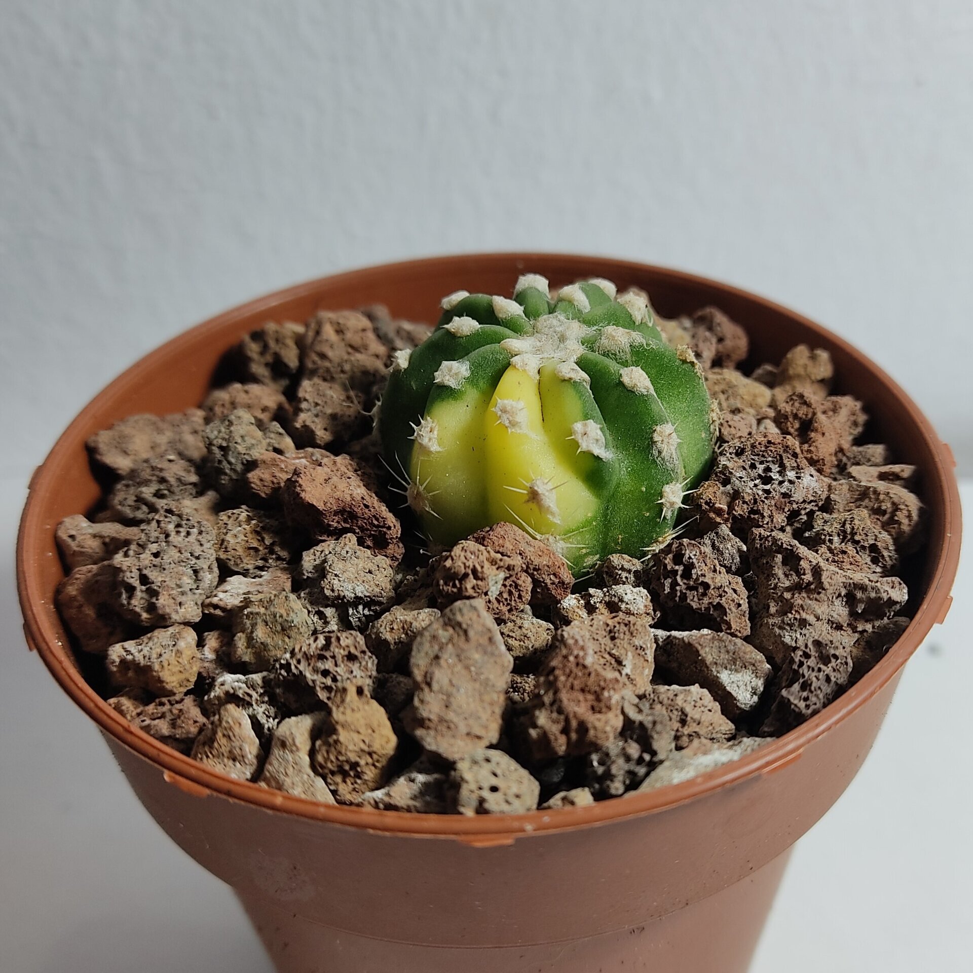 Echinopsis subdenudata Variegata M8,5 - 7
