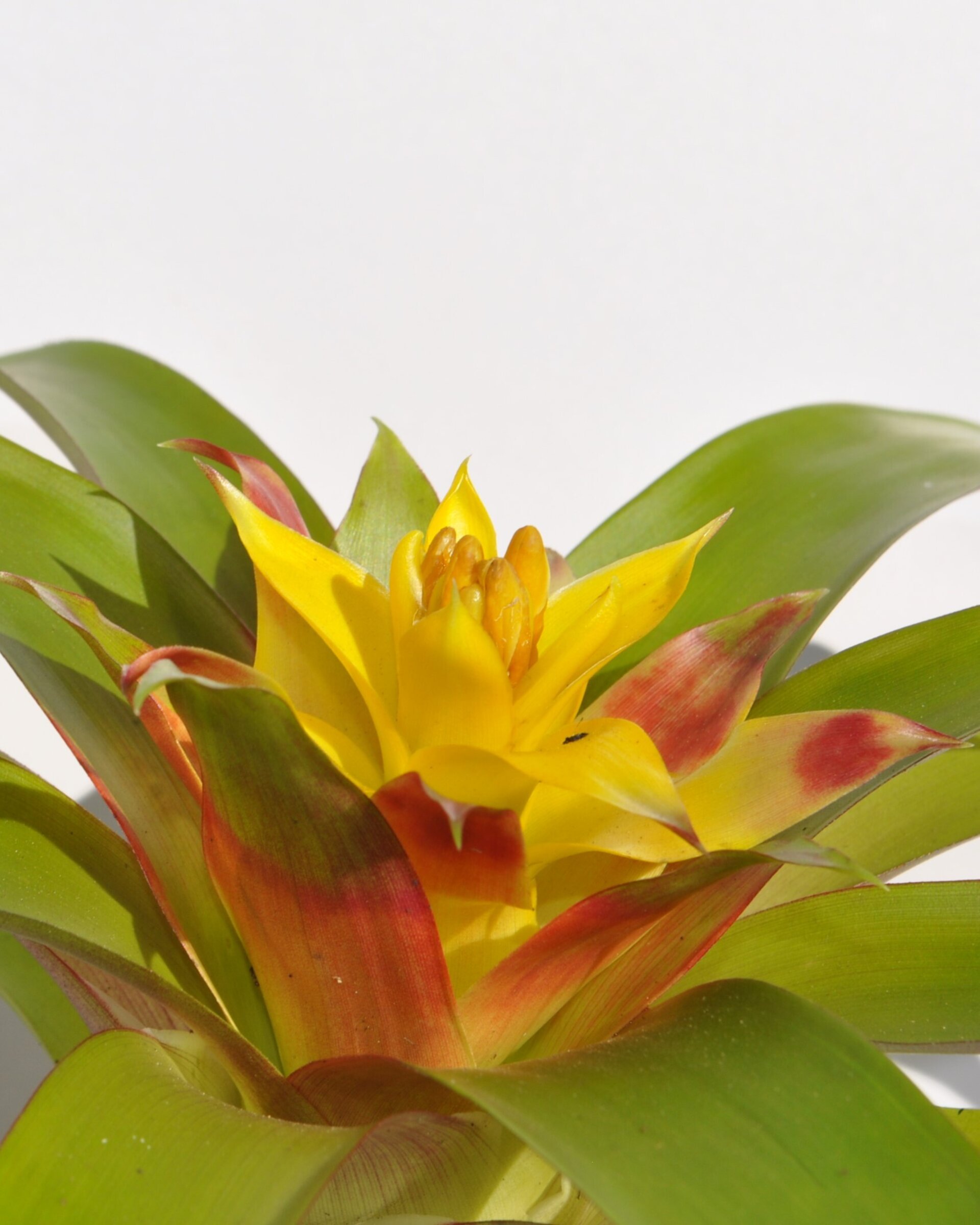 Guzmania 'Mia' (mini) [en flor] - 5