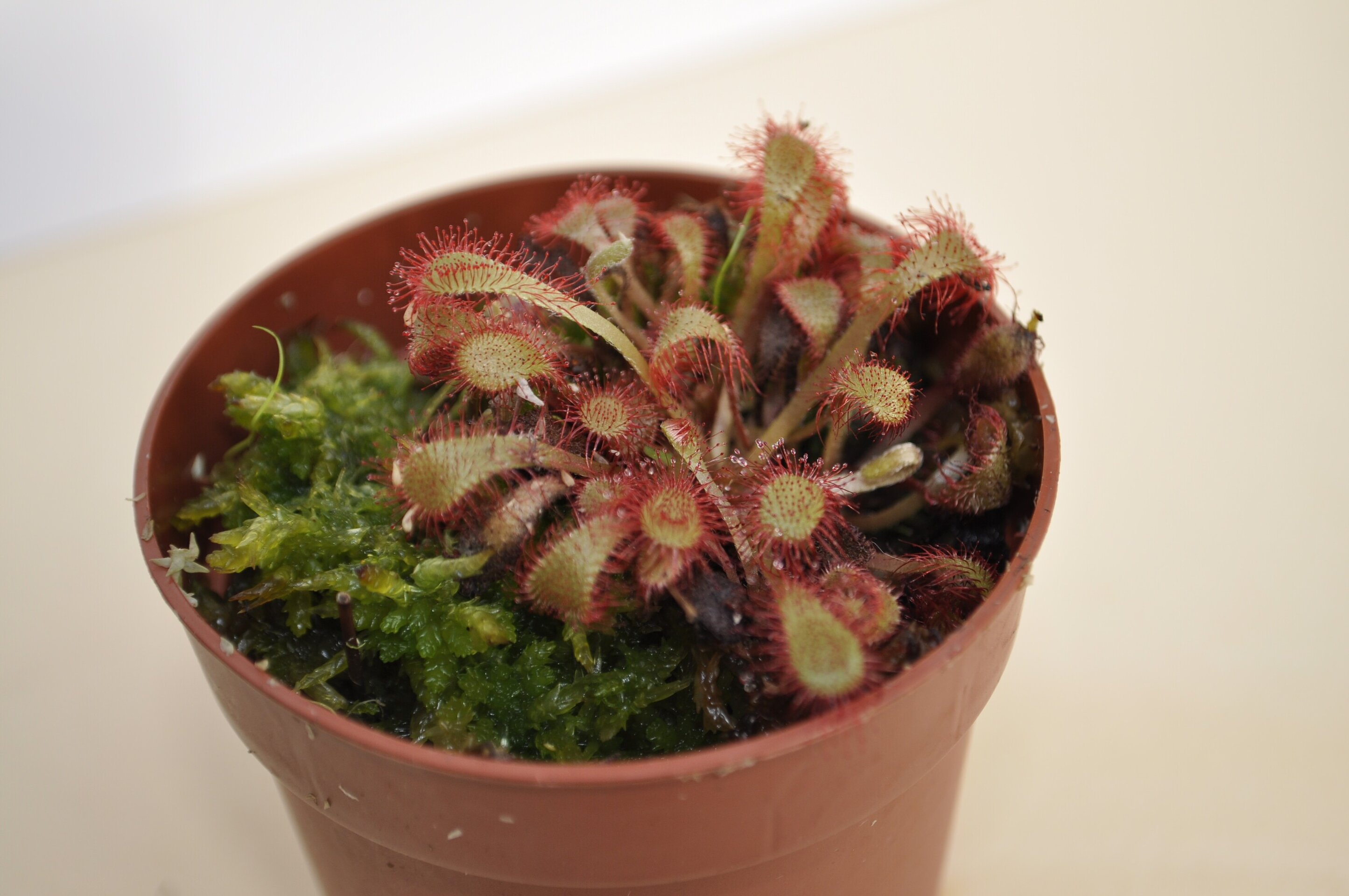 Drosera bostwana - 2