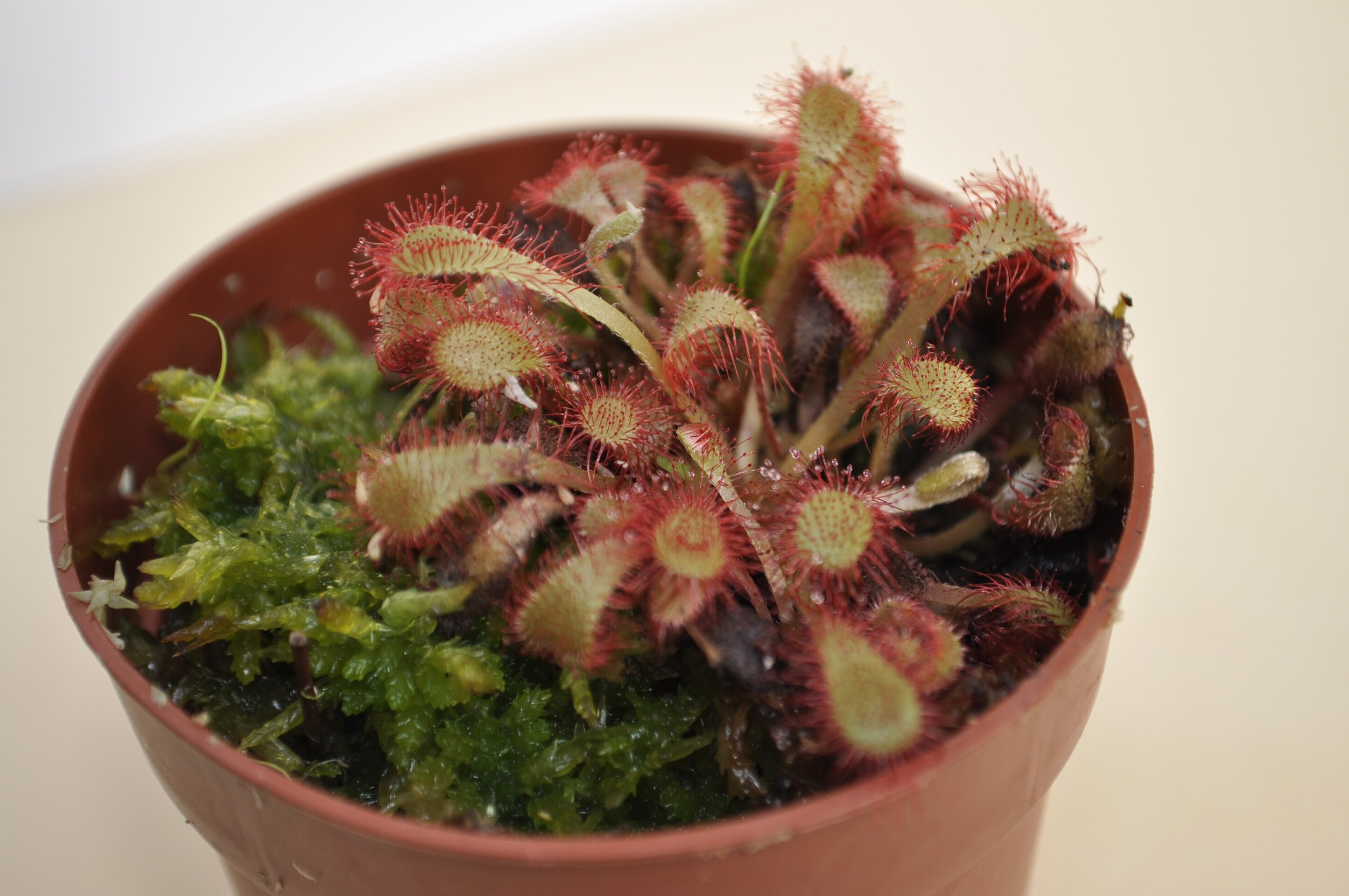 Drosera bostwana - 3