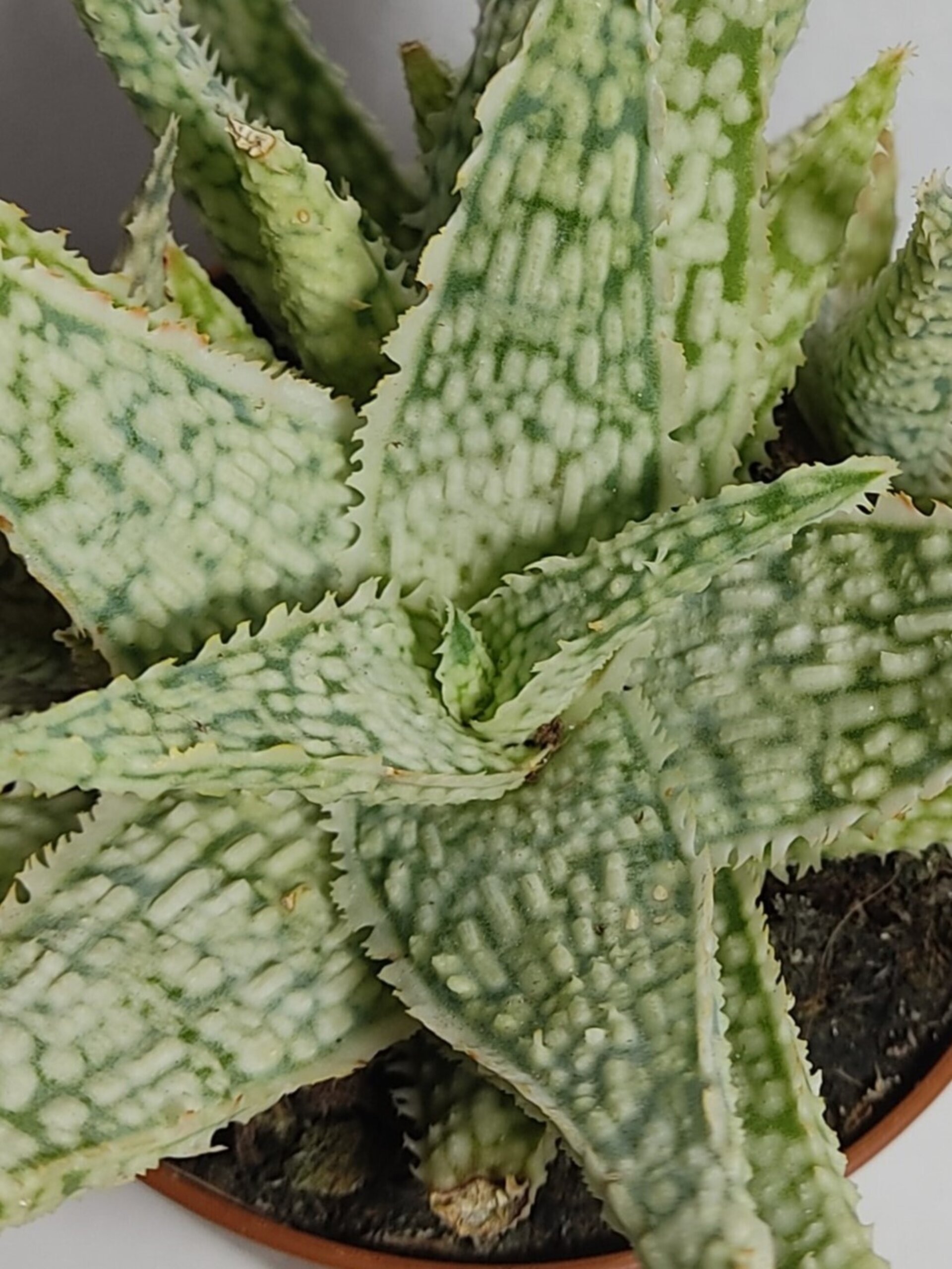 Aloe White Lightning - 9