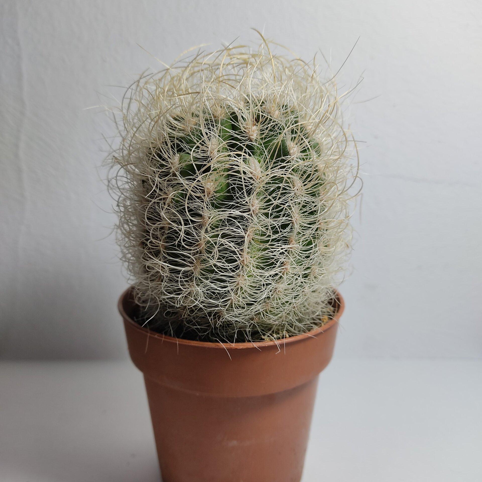 Neoporteria gerocephala (cabeza de anciano) - 5