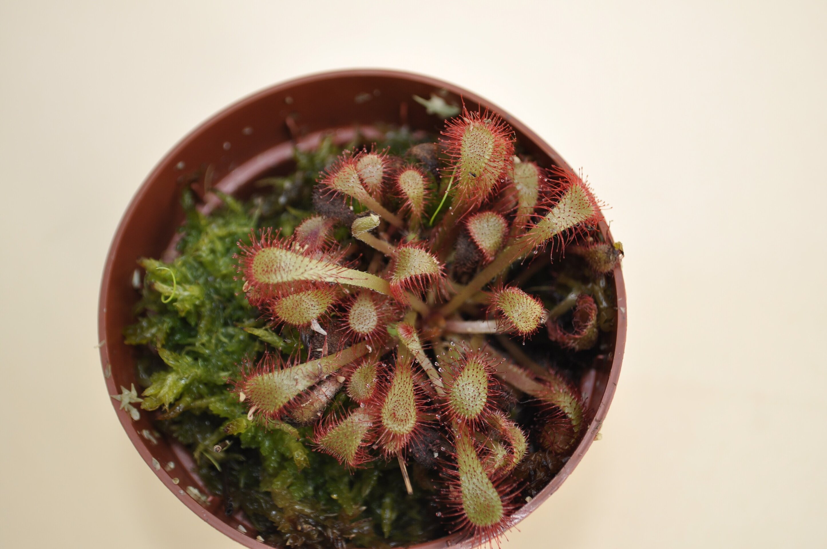 Drosera spathulata - 3