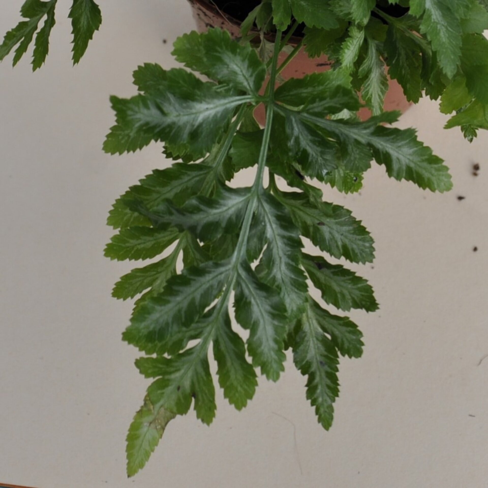 Pteris ensiformis Evergemiensis (helecho temblón) - 4