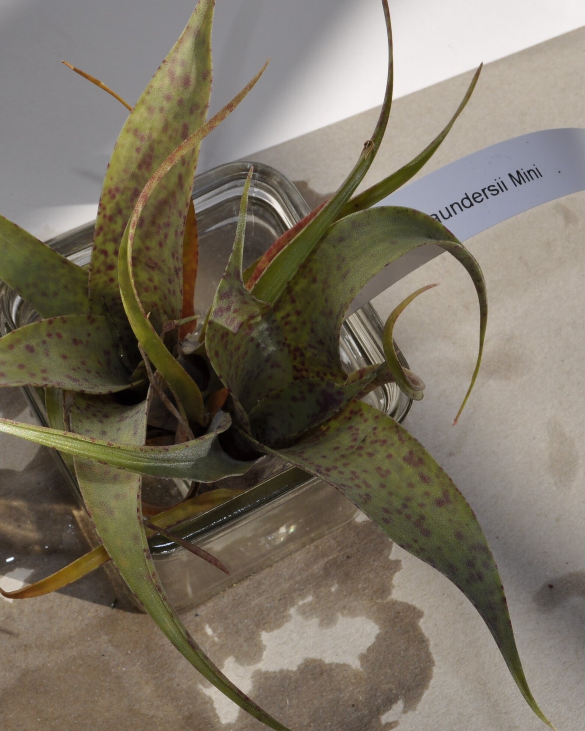 Vriesea saundersii (mini) - 4