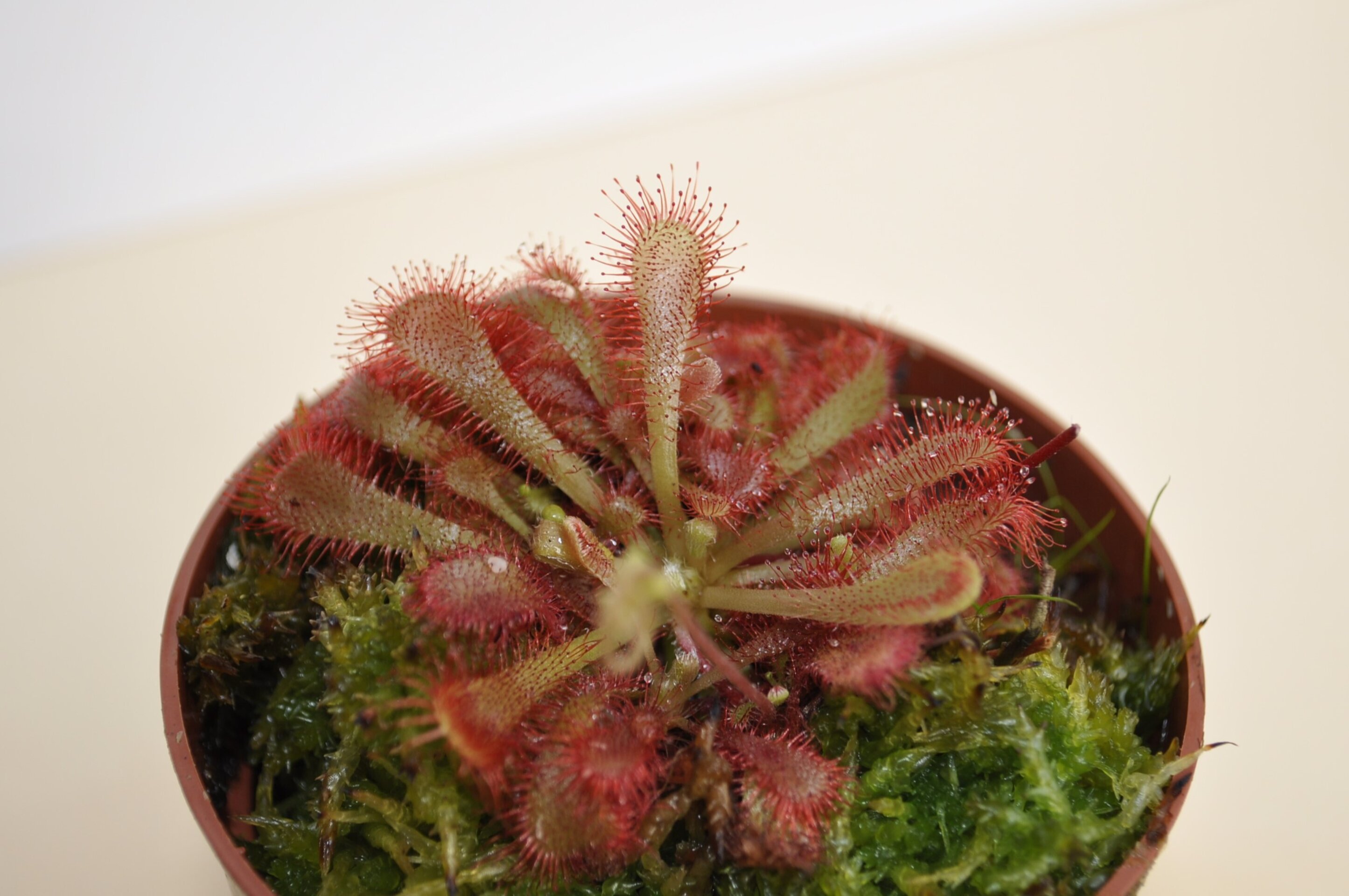 Drosera x oblanceolata - 2