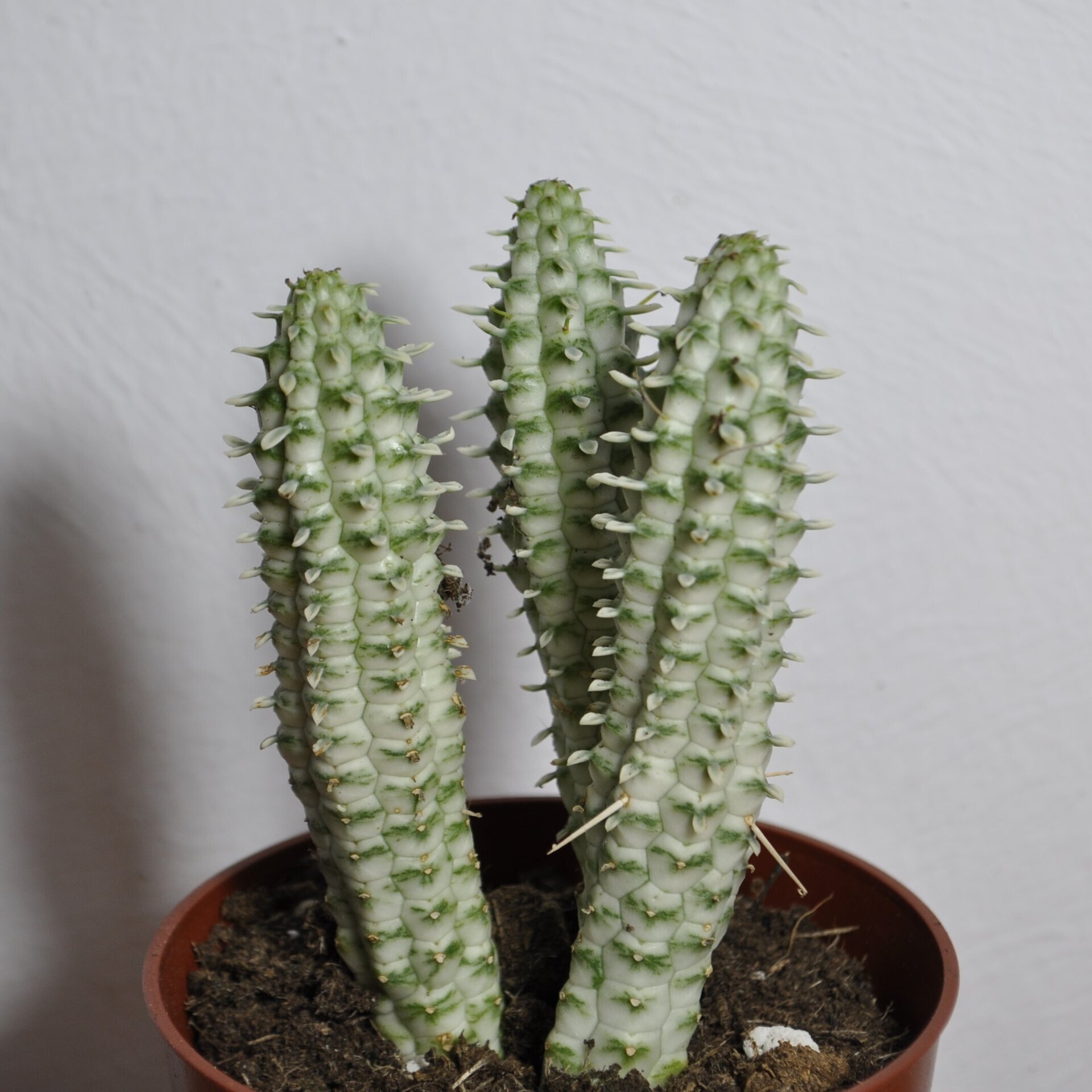 Euphorbia mammillaris Variegata (mazorca de maíz variegada) - 6
