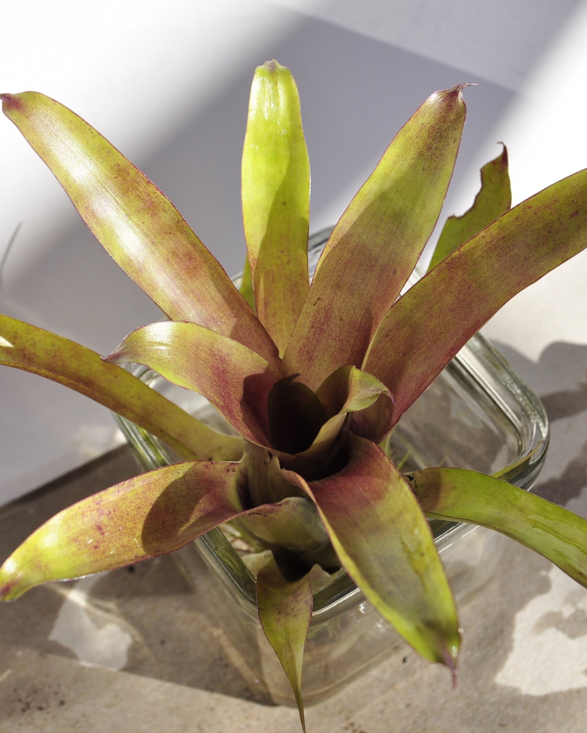 Vriesea 'Happy Purple' (mini) - 2