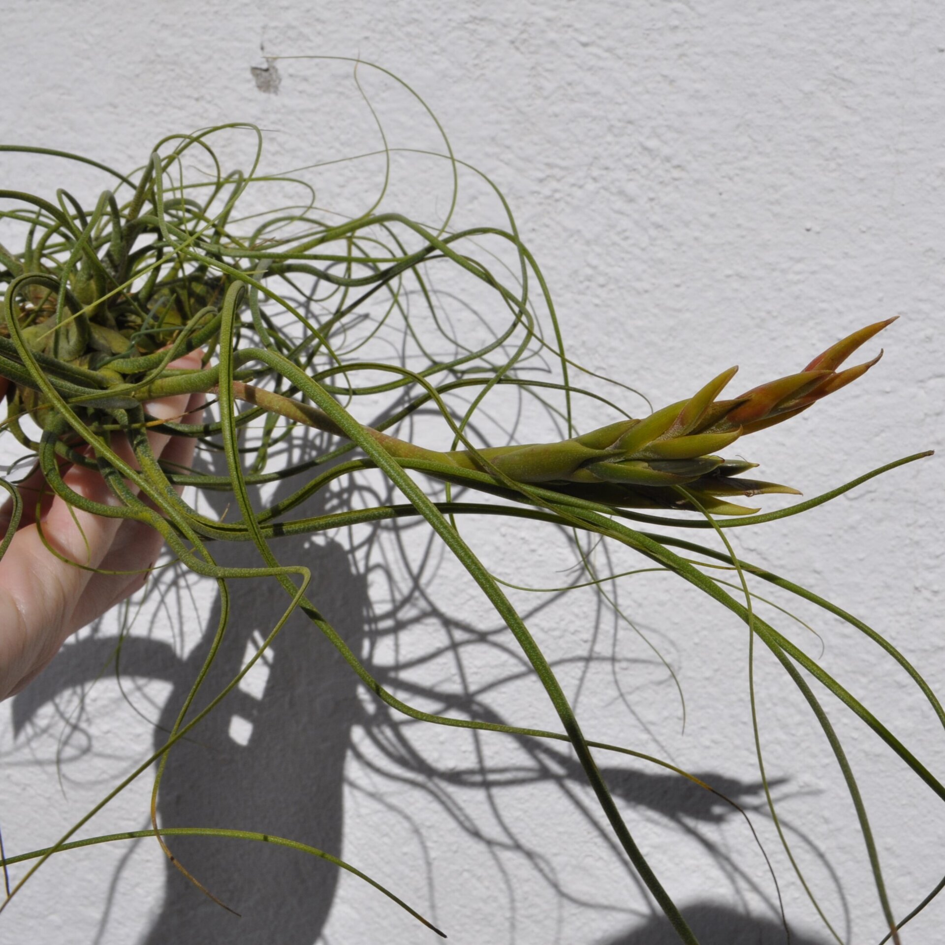 Tillandsia butzii "clump" (mata) - 6