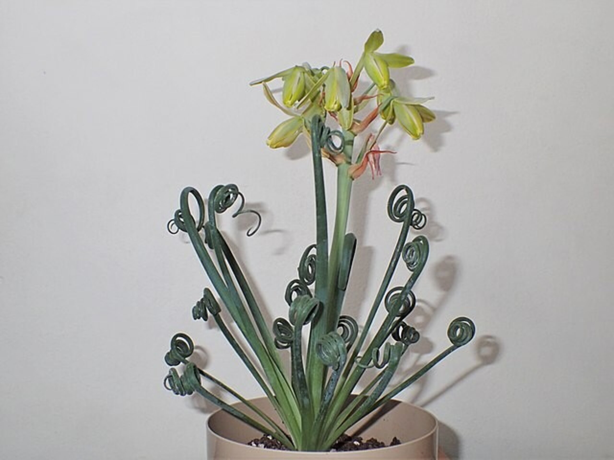 Albuca spiralis (albuca sacacorchos) - 2