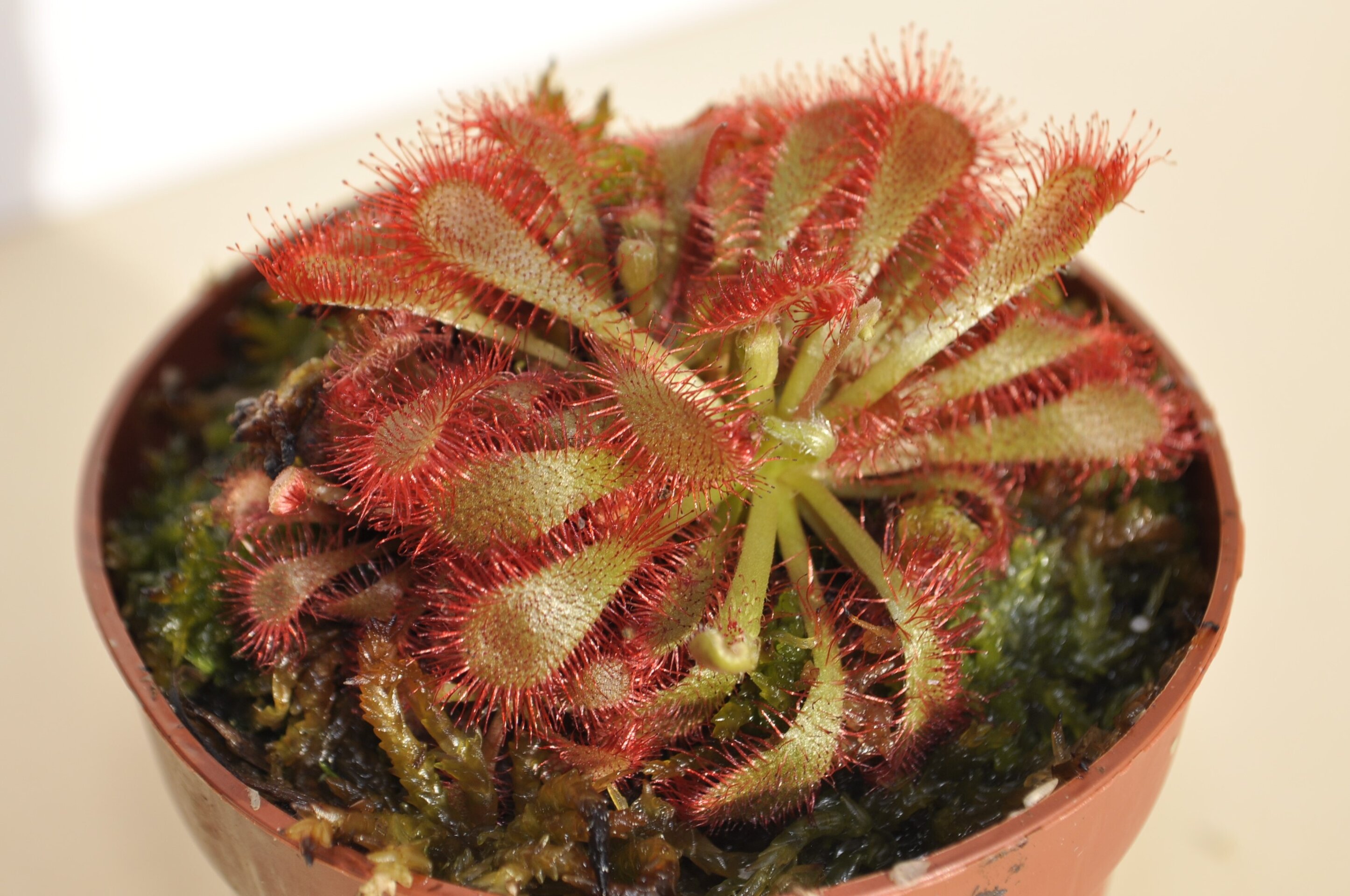 Drosera spathulata var. Lovellae - 4