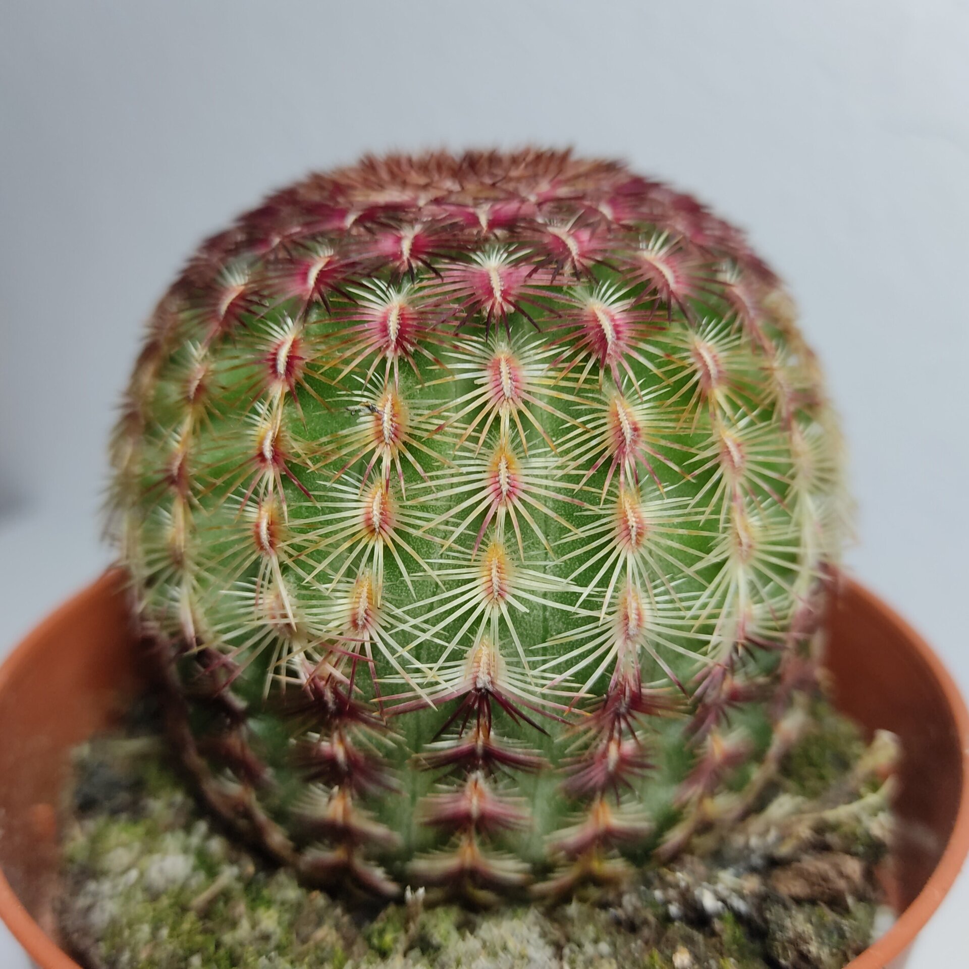 Echinocereus rigidissimus Rubispinus (cactus arcoiris) - 4