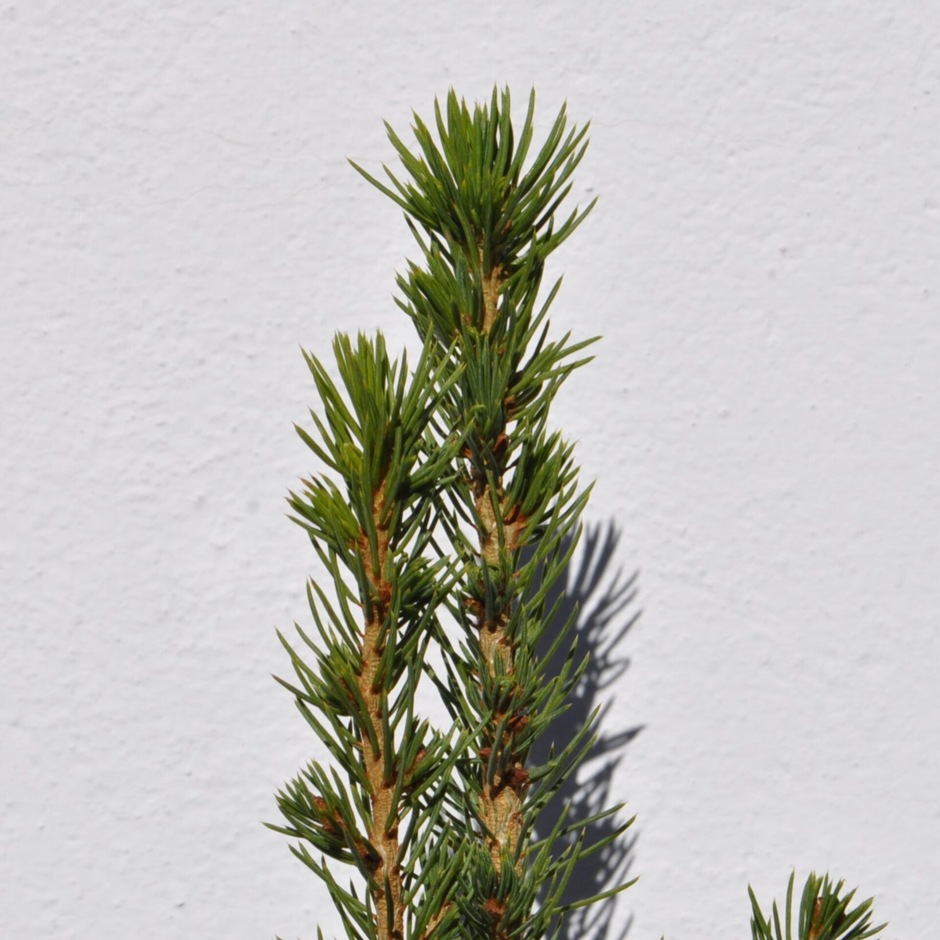 Picea glauca var. albertiana Conica (pícea blanca cónica) - 6