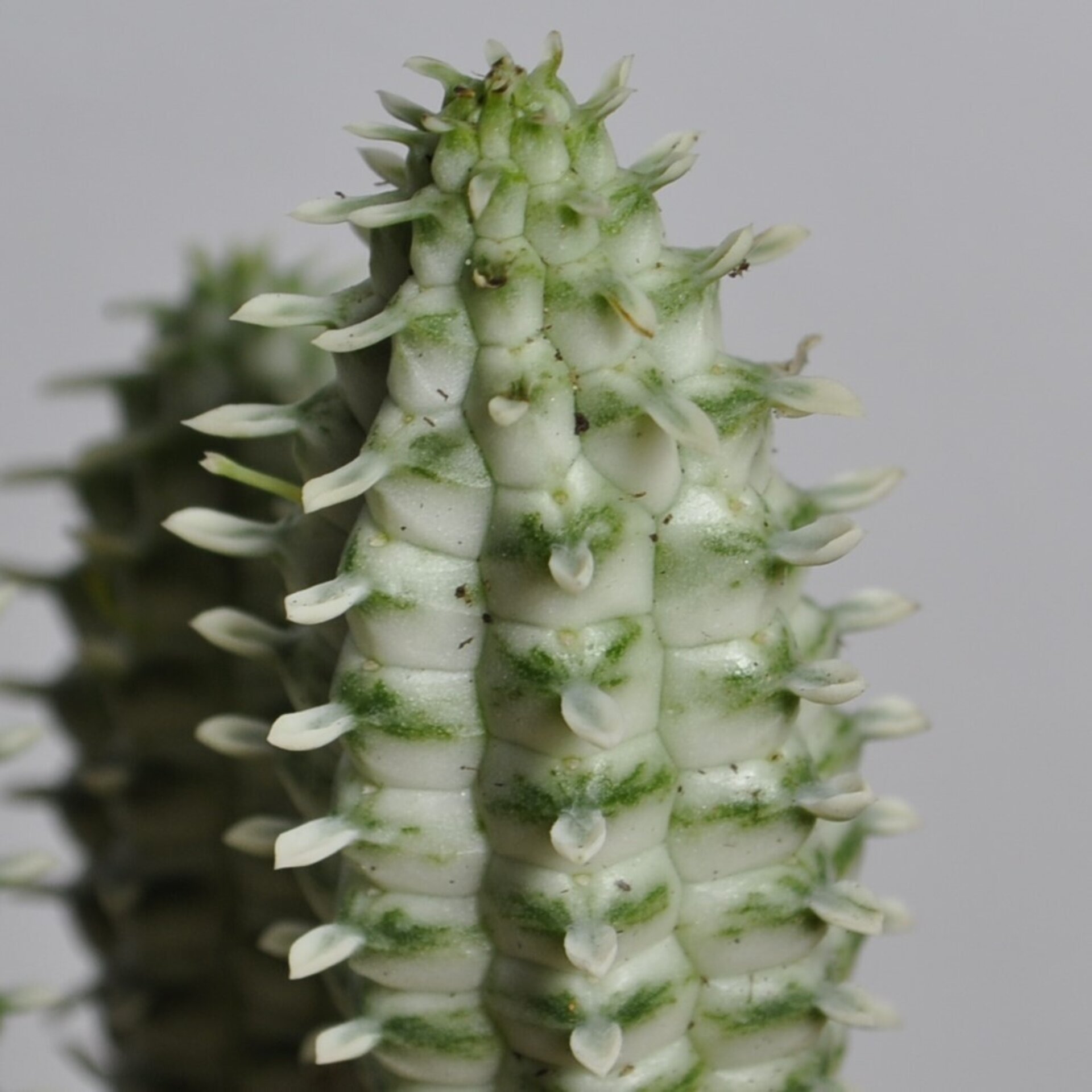 Euphorbia mammillaris Variegata (mazorca de maíz variegada) - 2