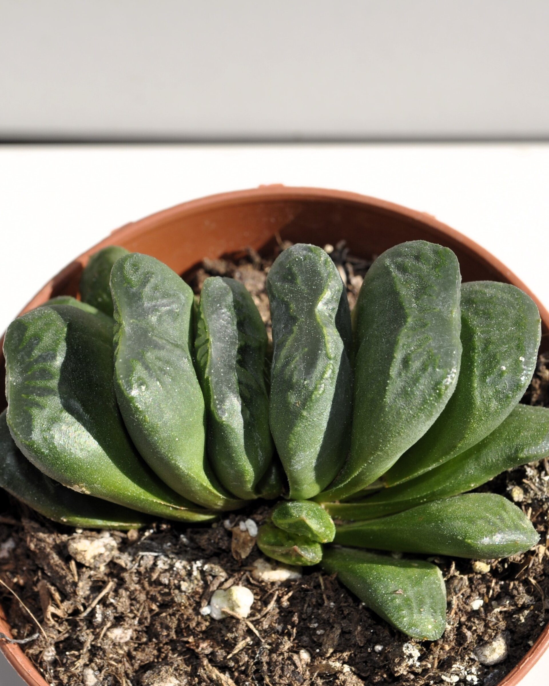 Haworthia truncata - 4