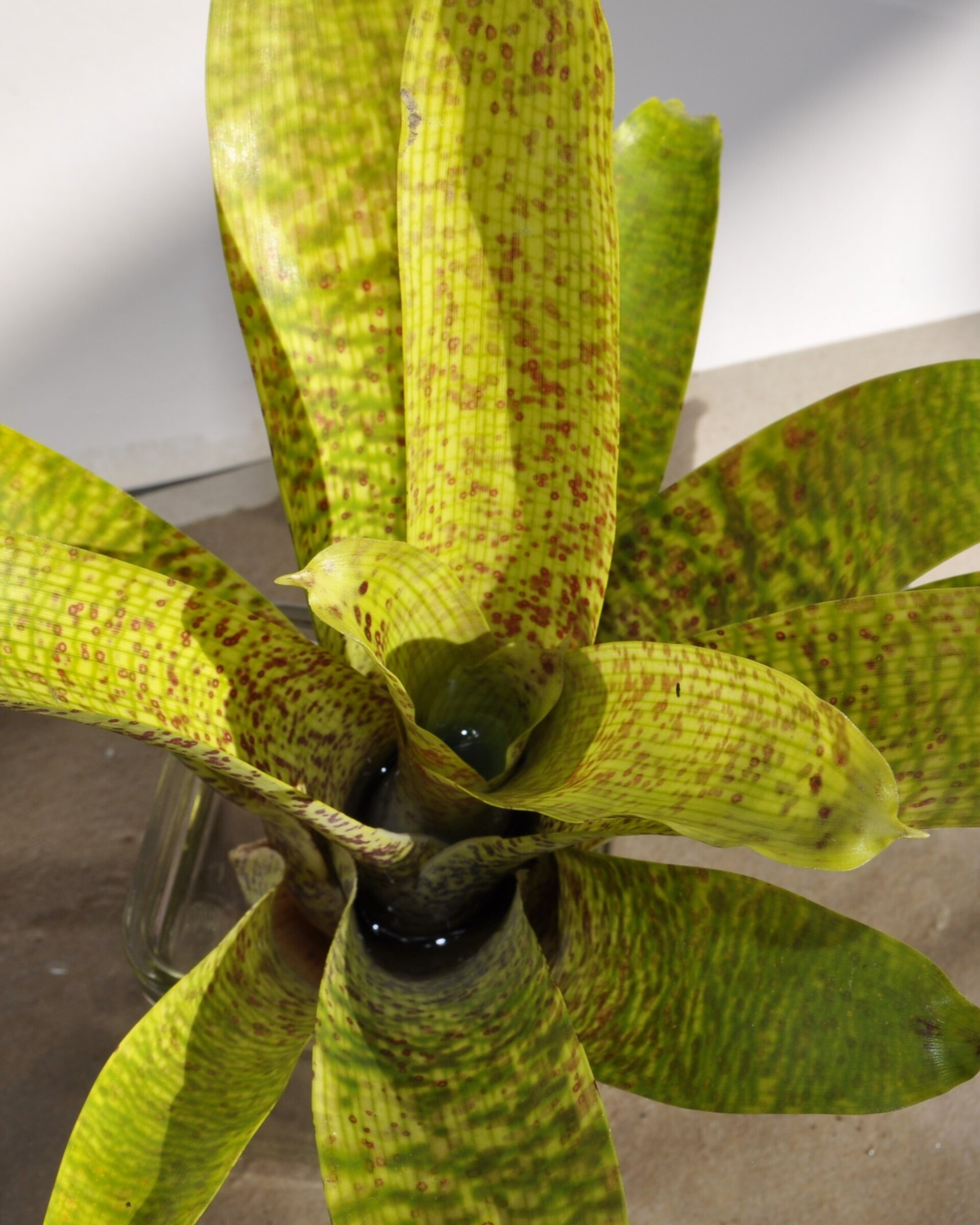 Vriesea fenestralis (mini) - 4