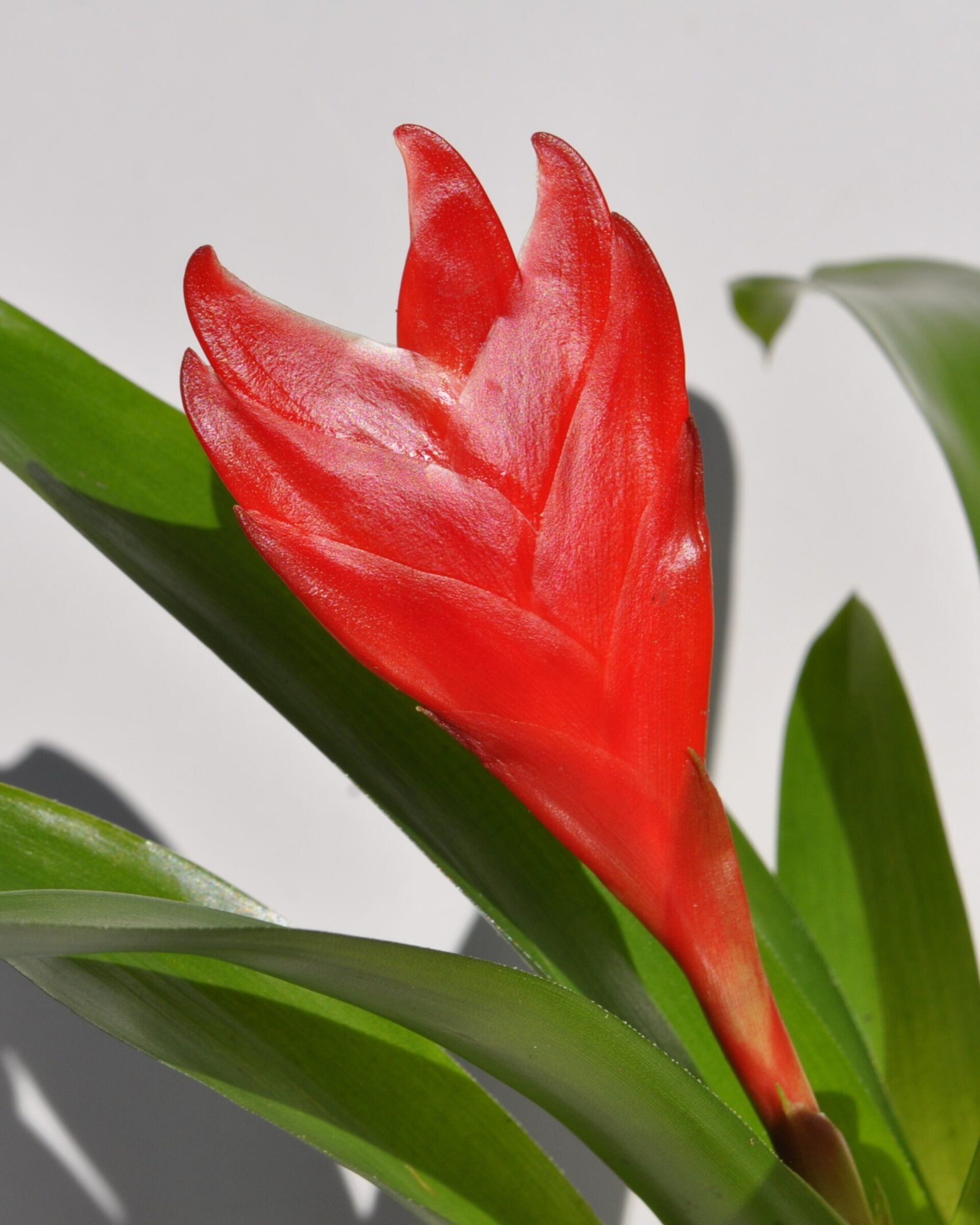Vriesea 'Christiane' (mini) [en flor] - 6