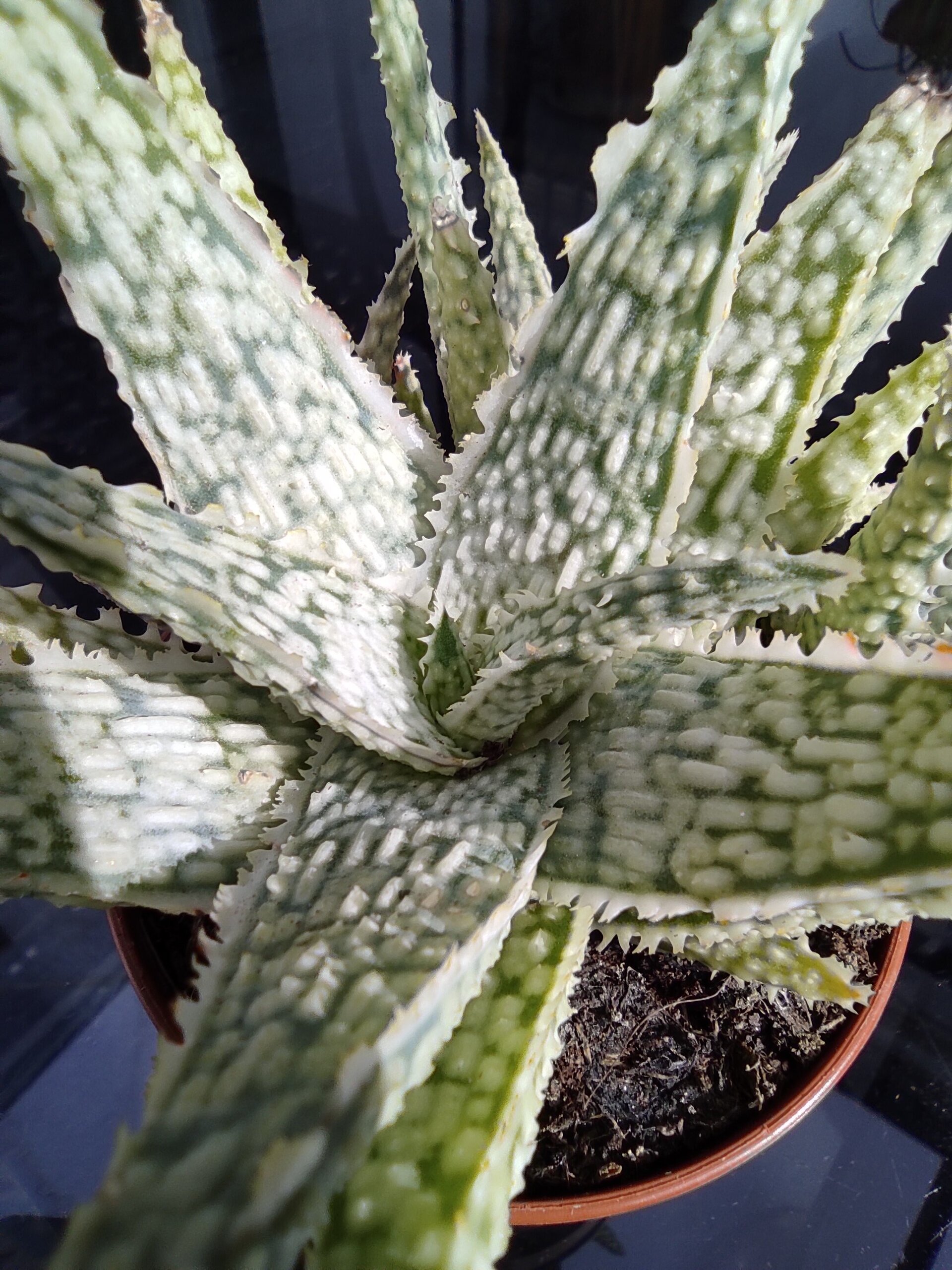 Aloe White Lightning - 8